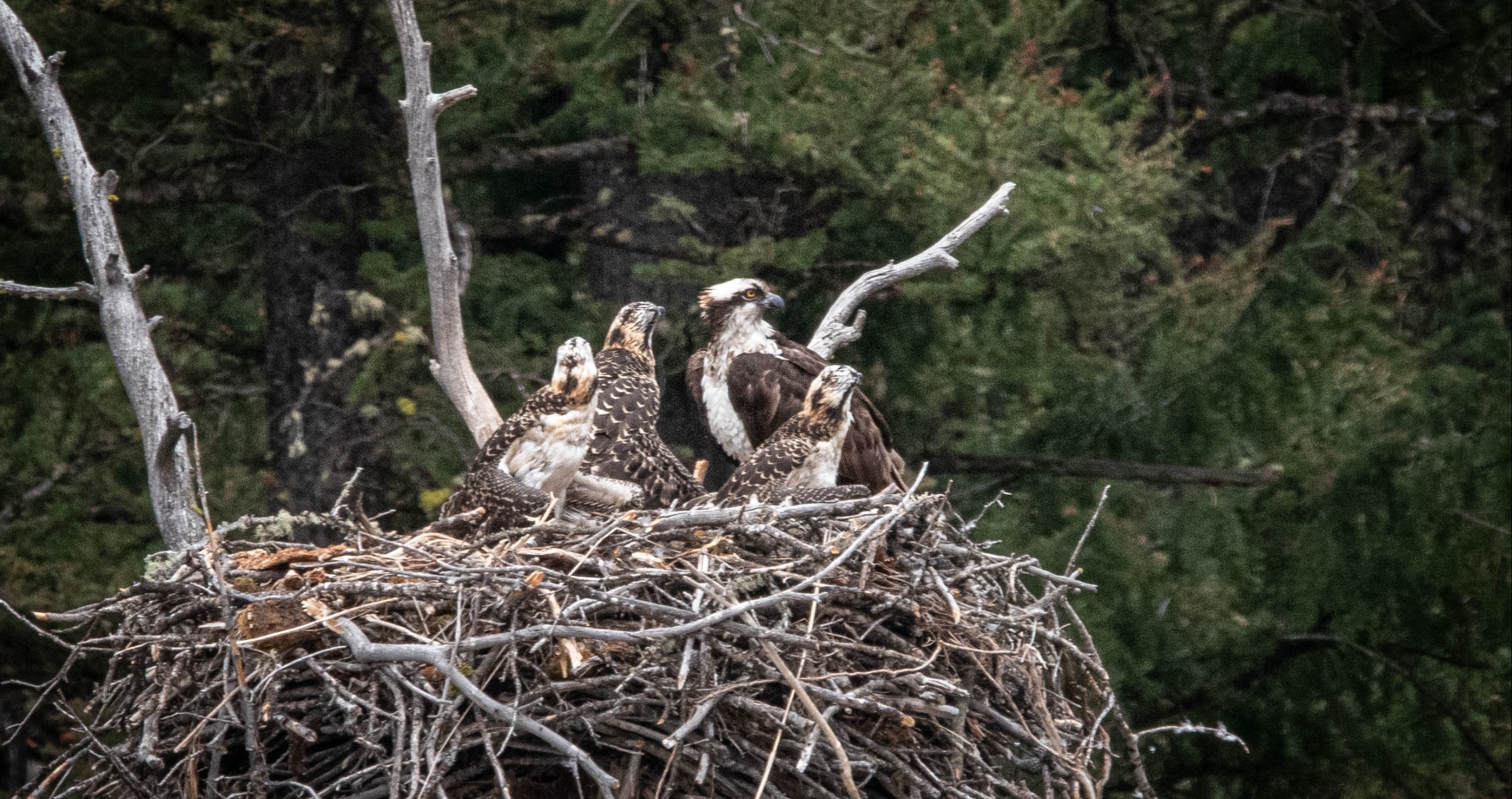 Yellowstone Tourist Potentially Facing Jail Time After Buzzing Osprey Nest With Drone