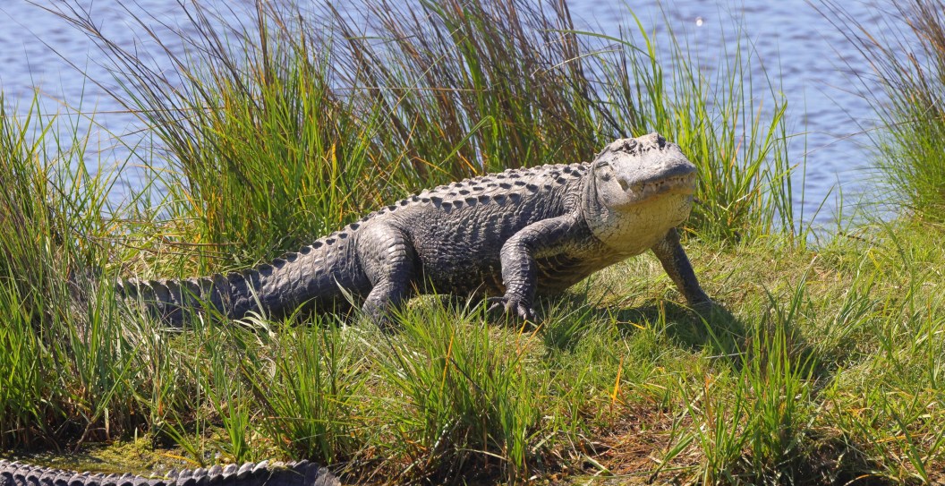 Young Girl Attacked By An Alligator At North Carolina Lake