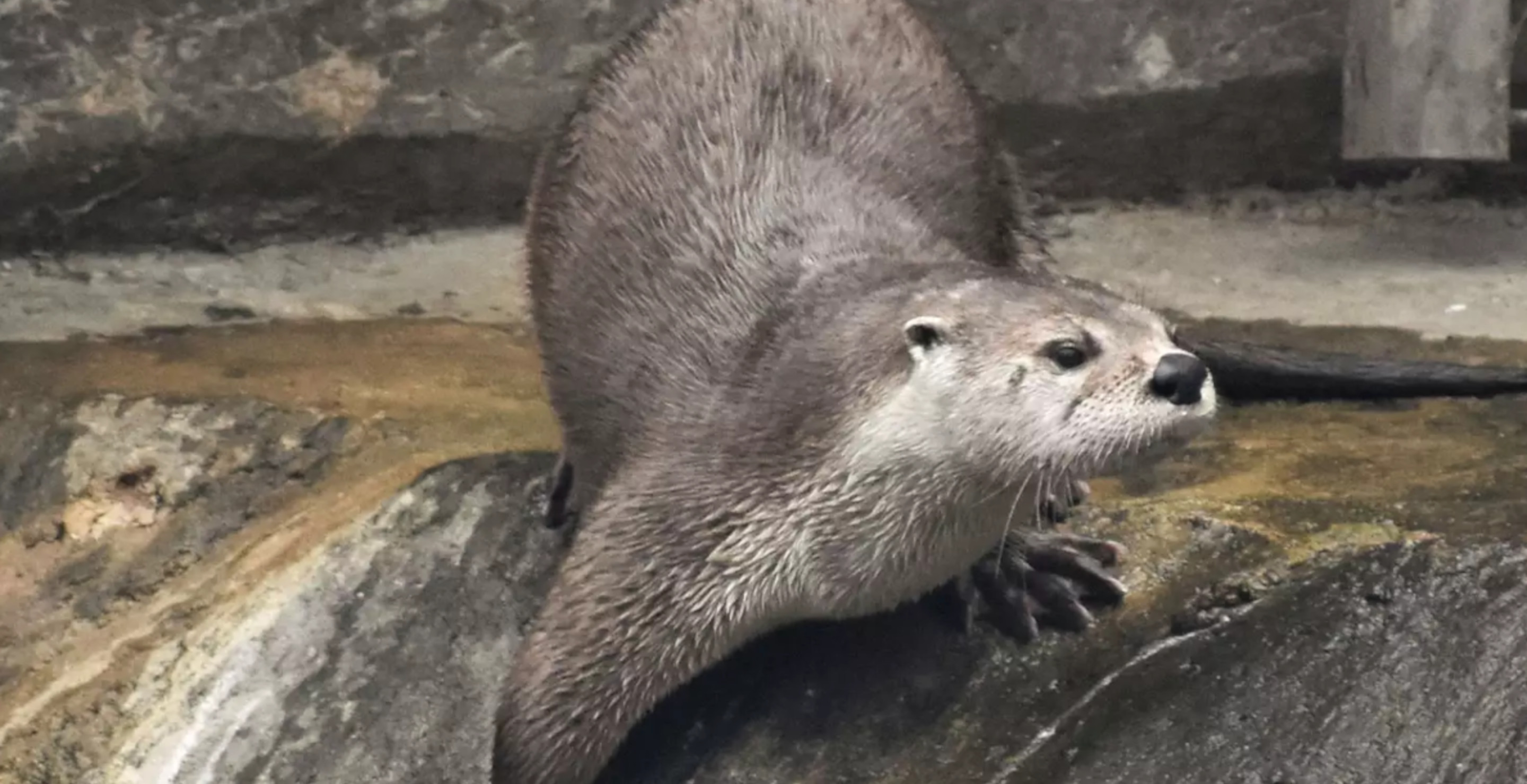 Zoo Gives Up On Escaped Otter Declaring It Officially A Wild Animal