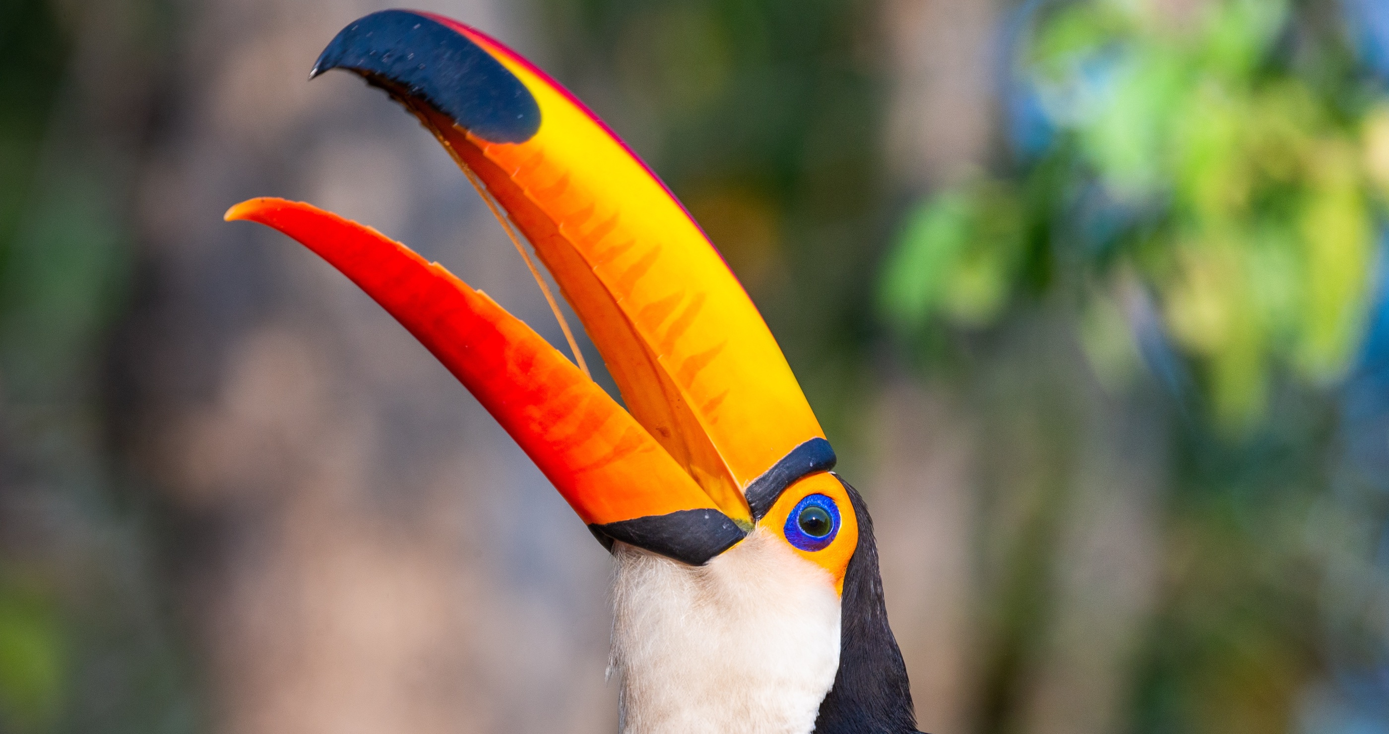 a toucan's beak is light