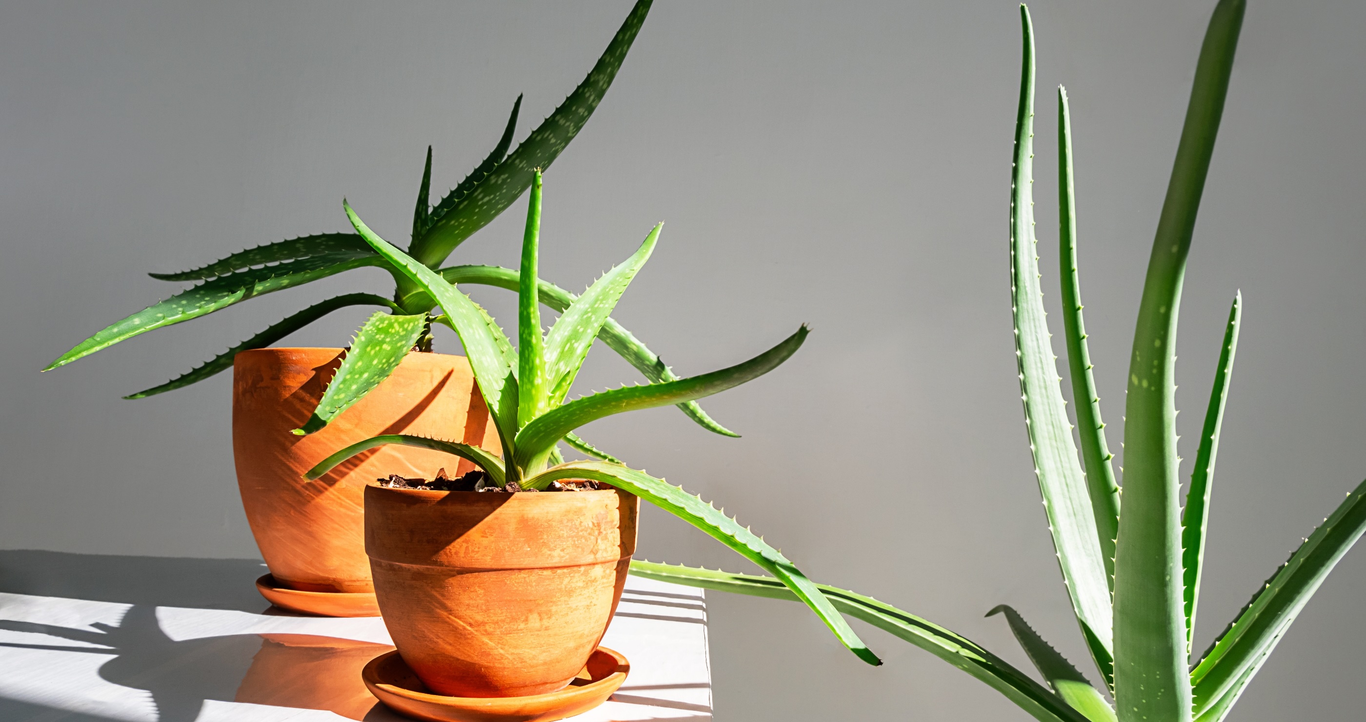 aloe vera plants