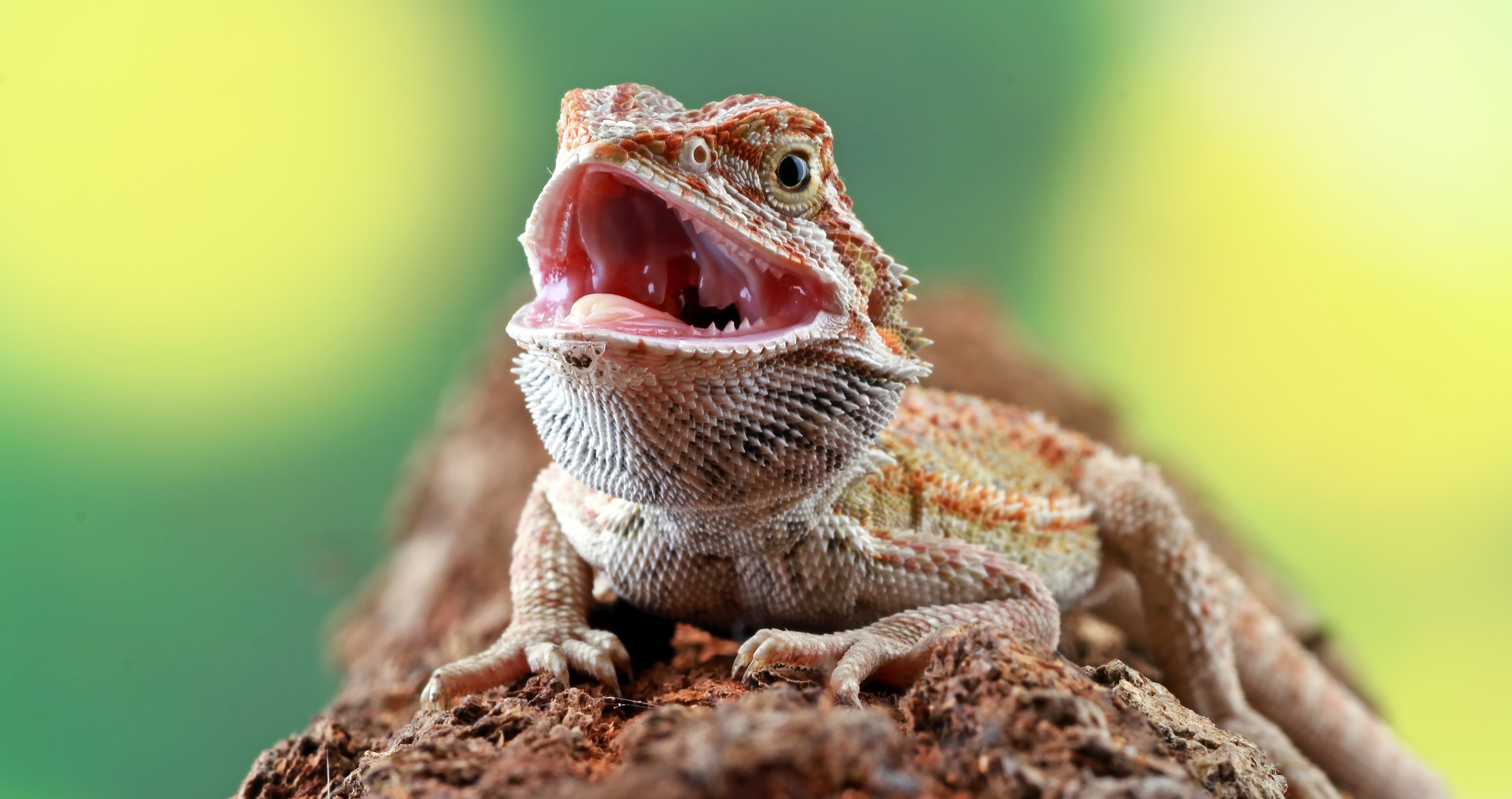 bearded dragon facts