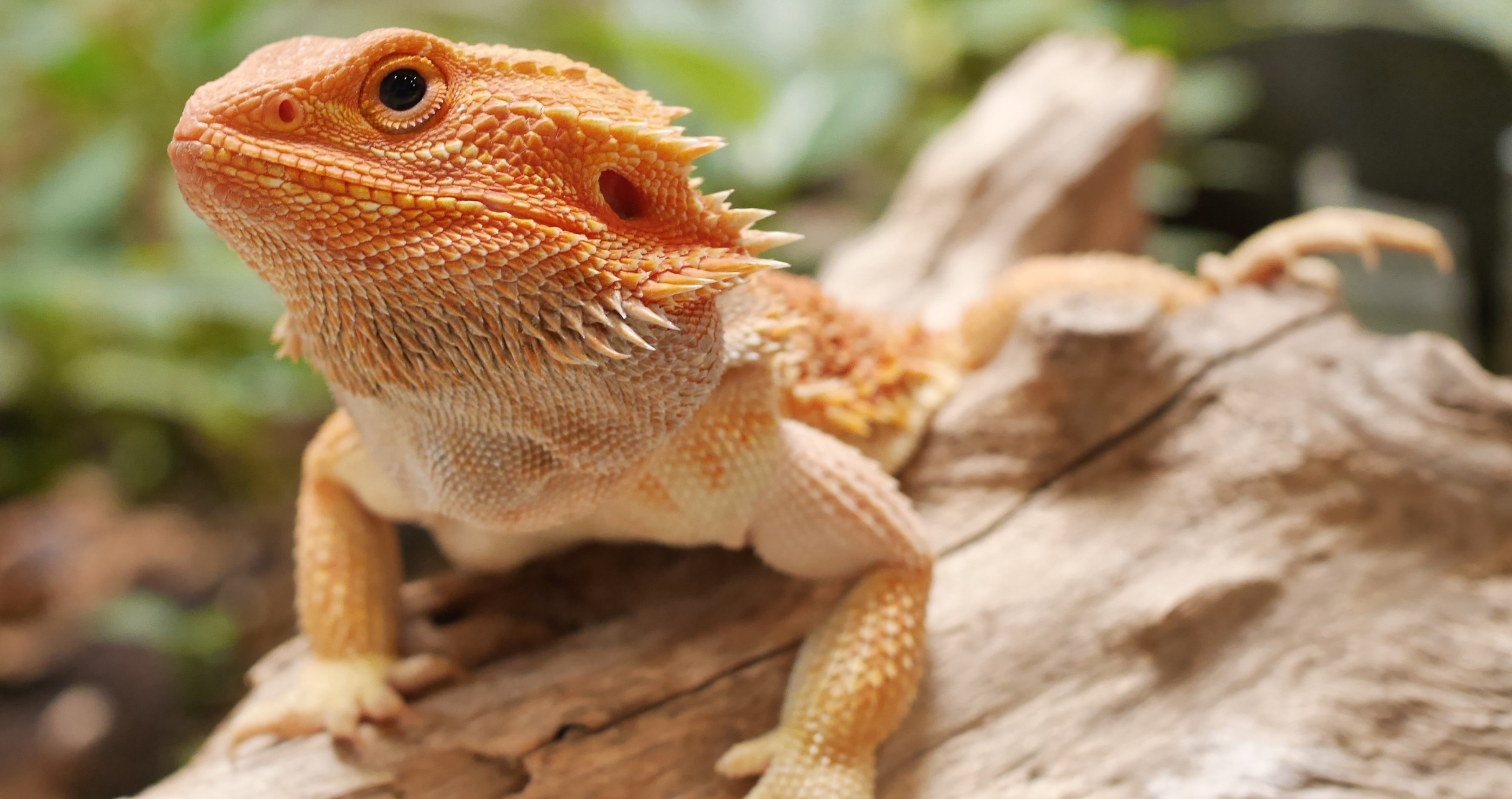bearded dragon facts they can run at human speeds