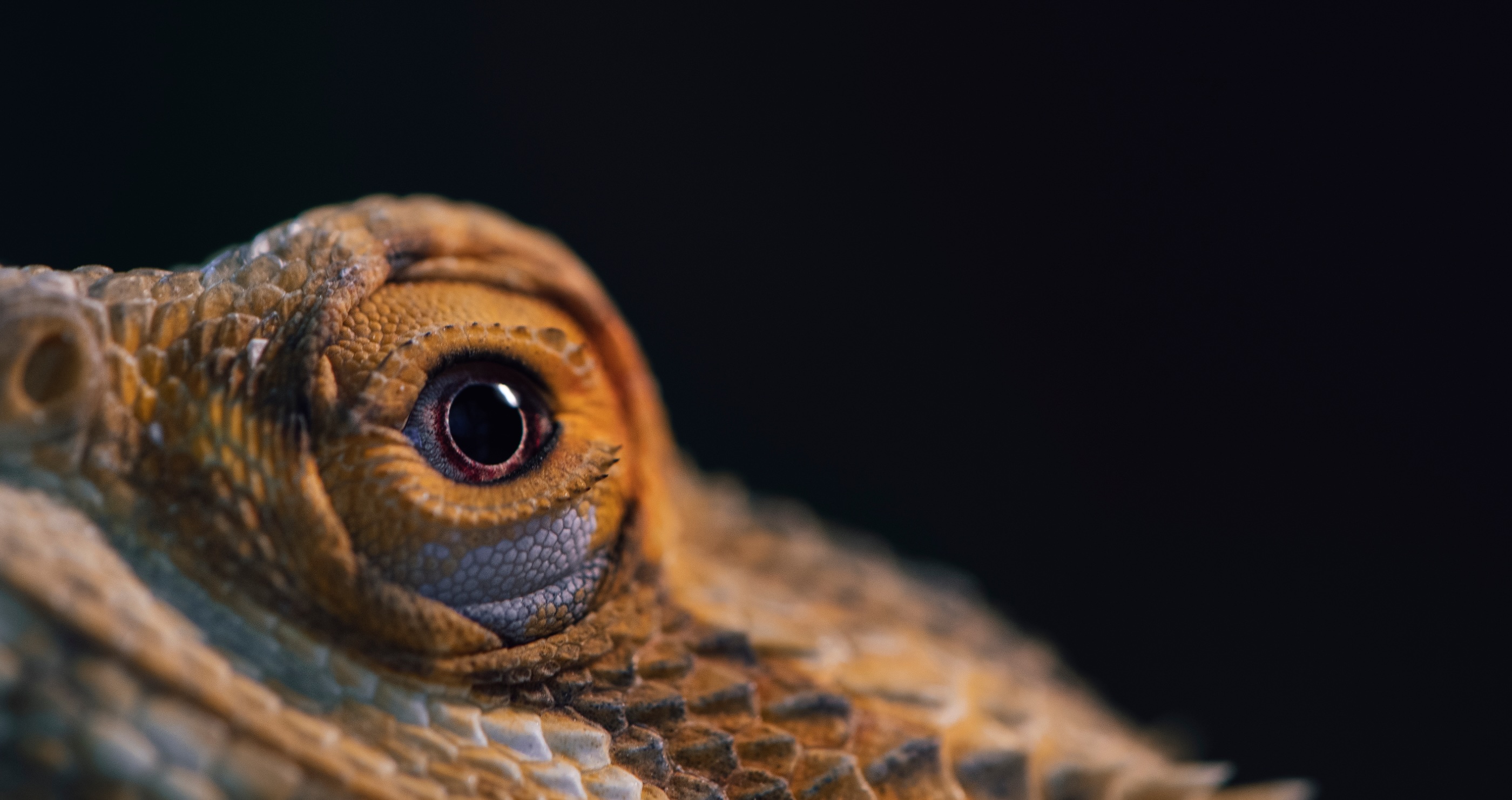 bearded dragon facts they change color to keep cool