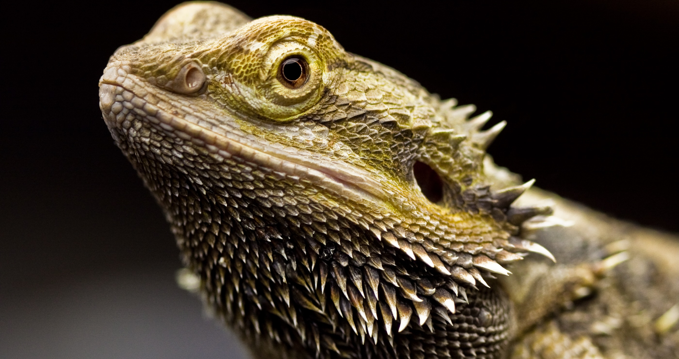 bearded dragon facts