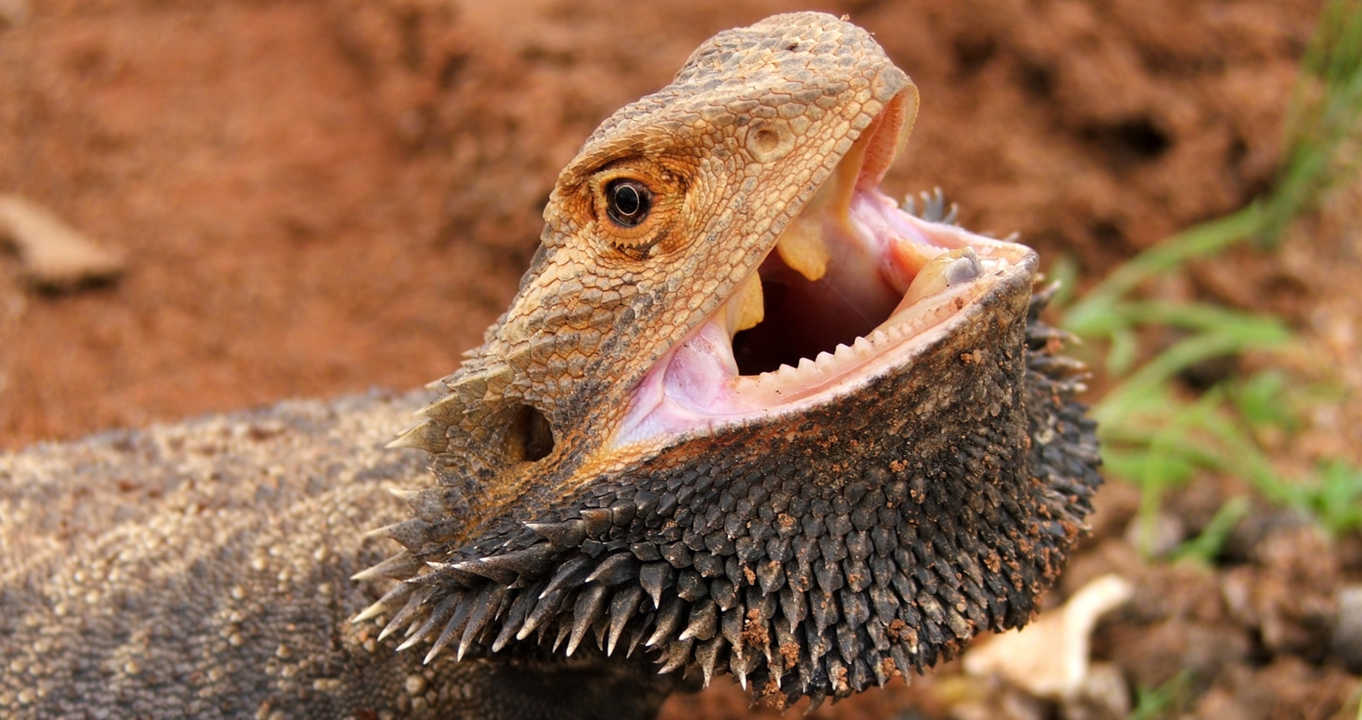 bearded dragon with puffed out chin