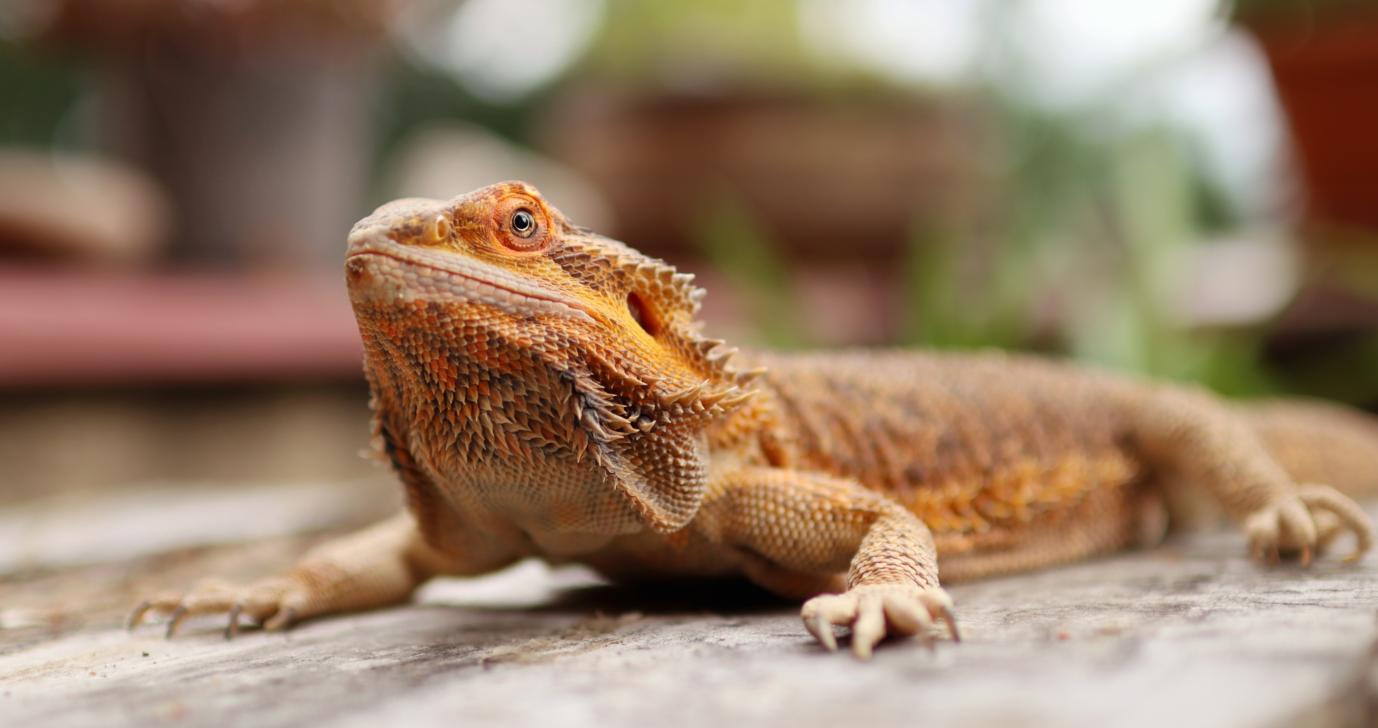 bearded dragons can change their sex