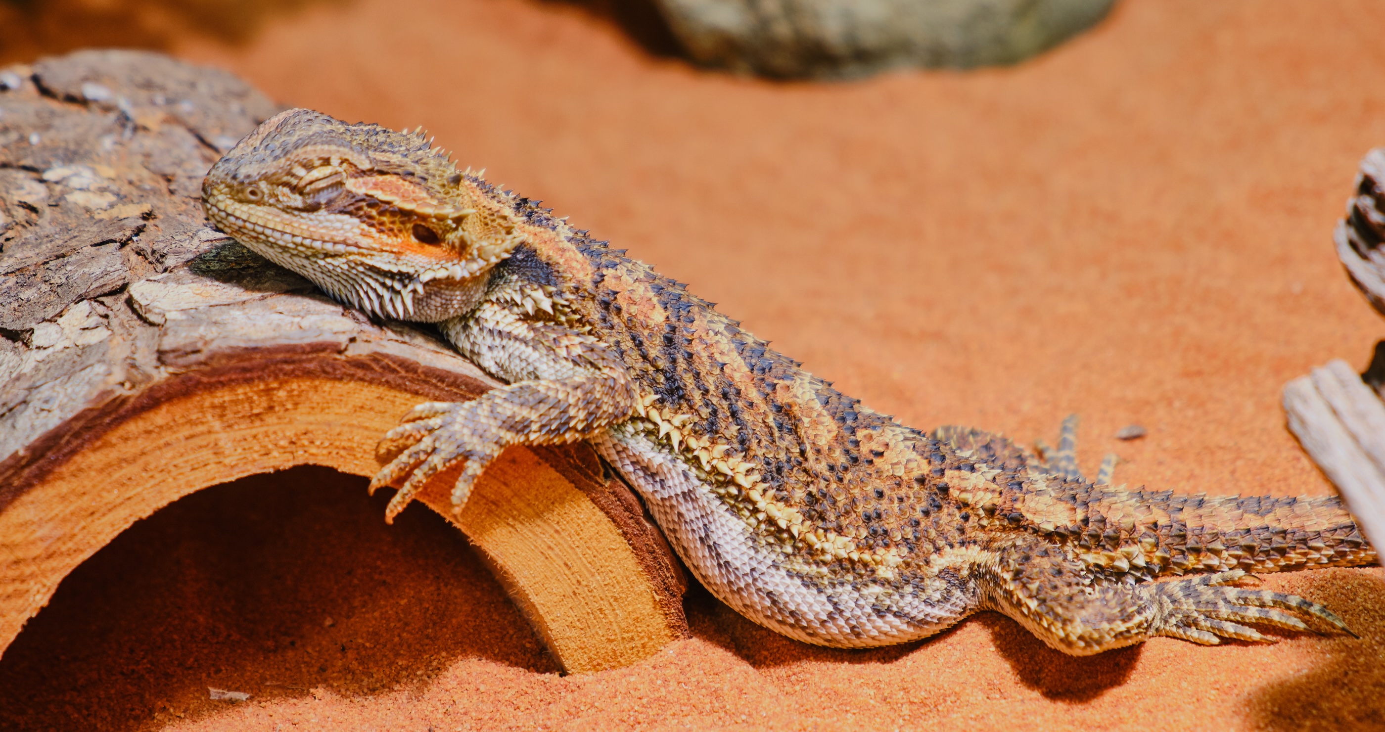 bearded dragons can sleep standing up