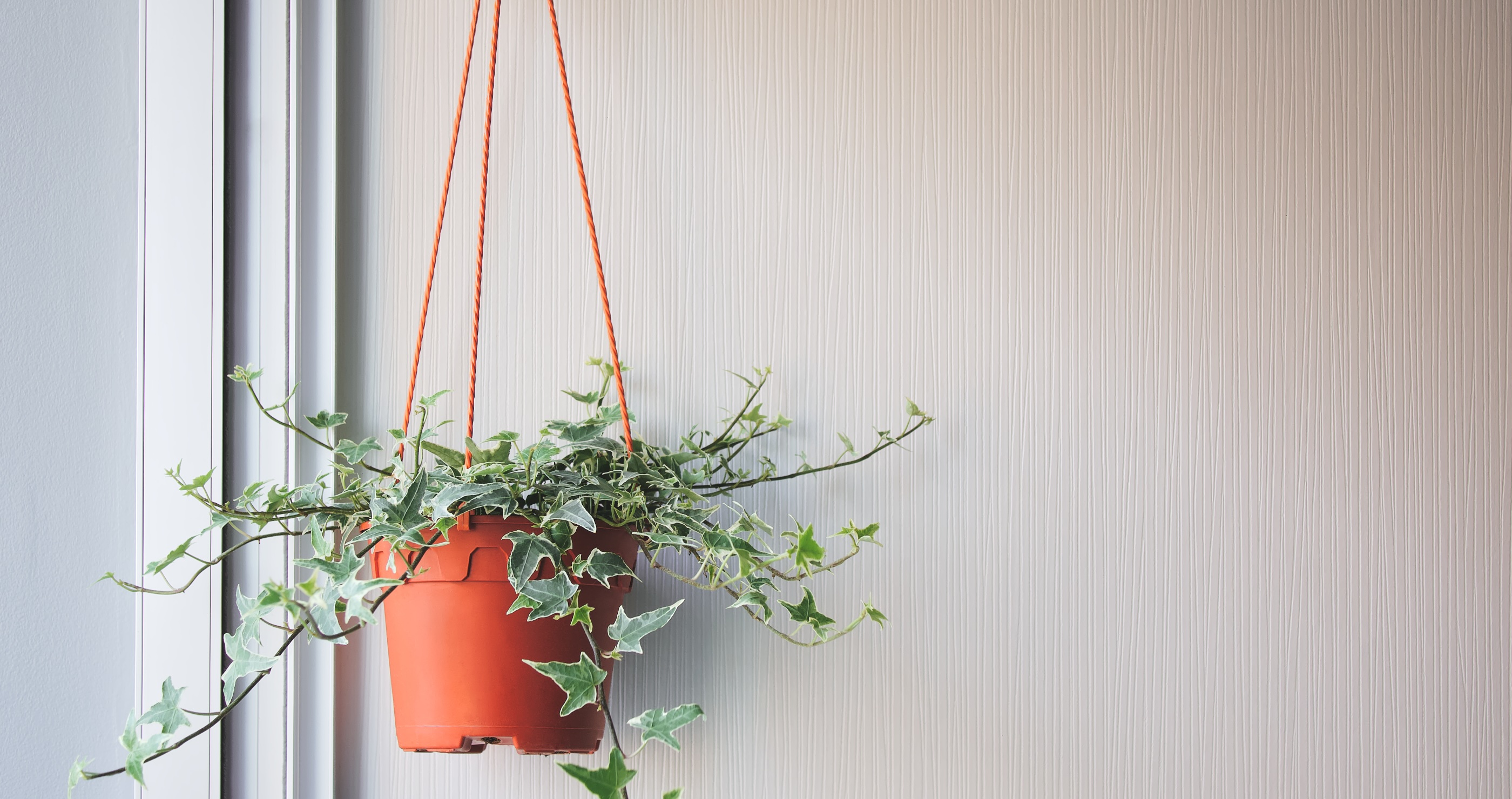 beautiful English Ivy hanging in a pot
