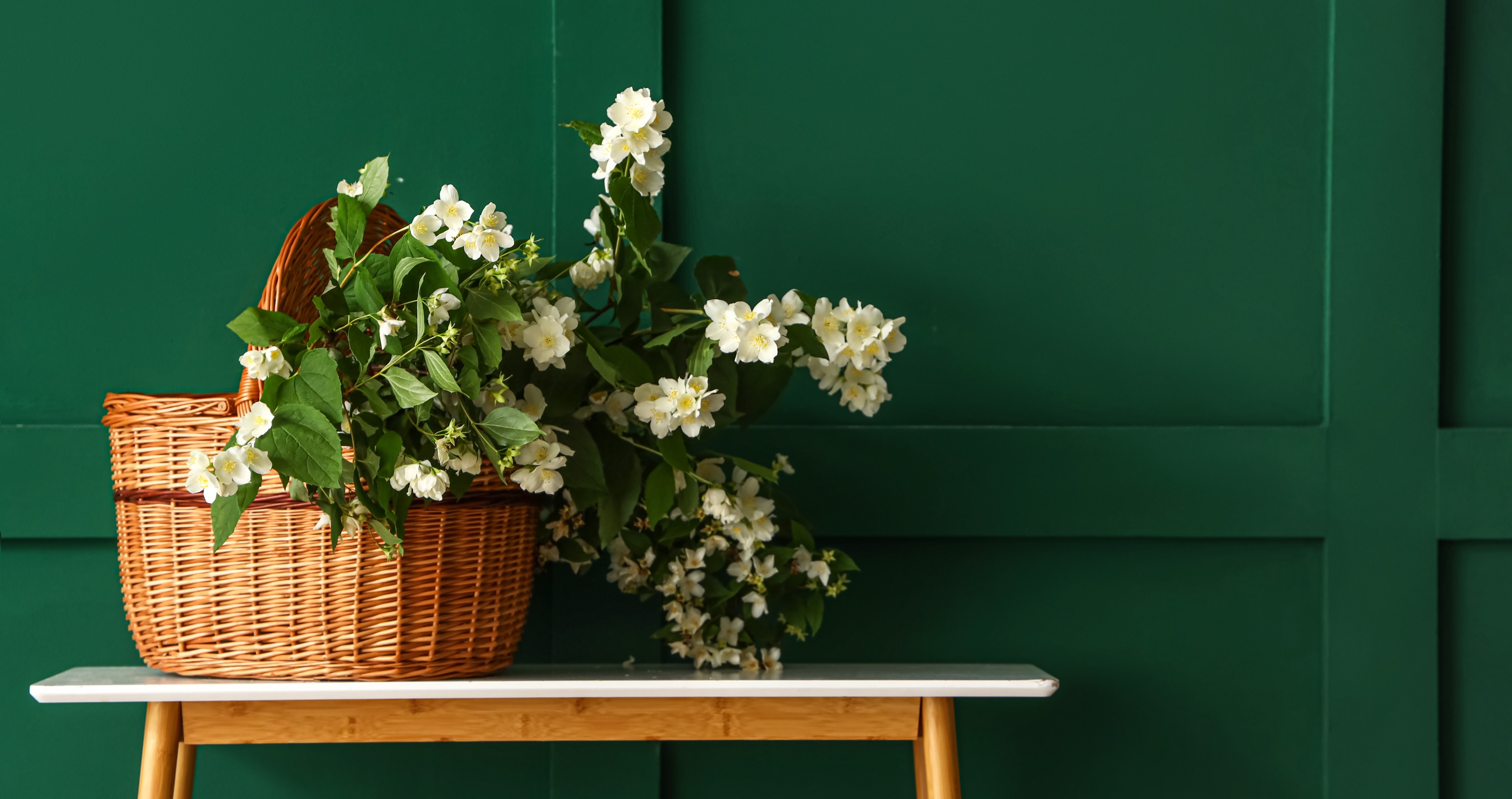 beautiful flowering jasmine inside a wicker basket
