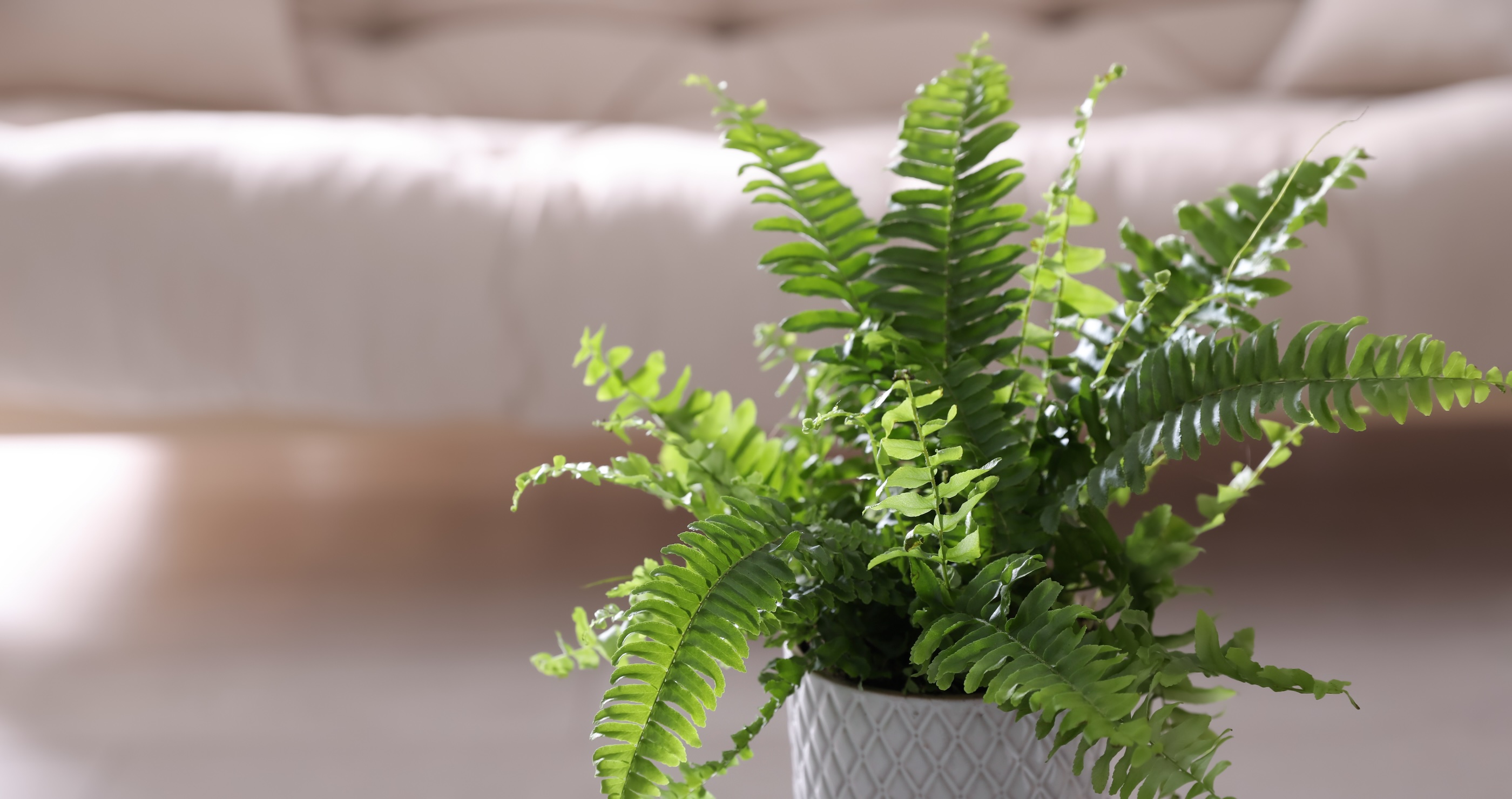 beautiful indoor fern