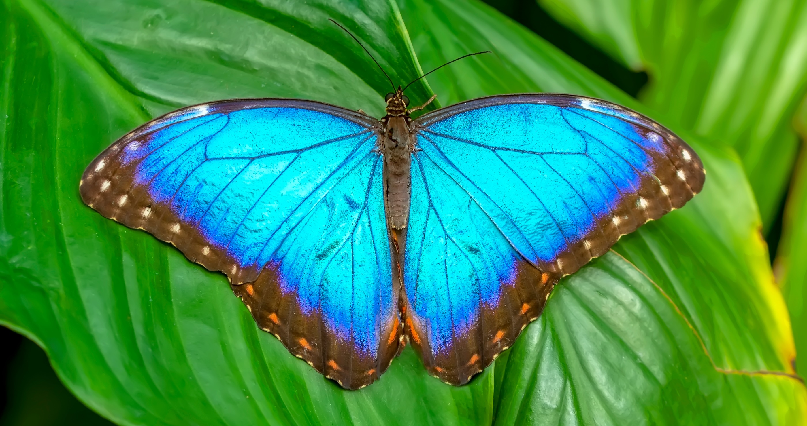 beautiful colorful butterfly