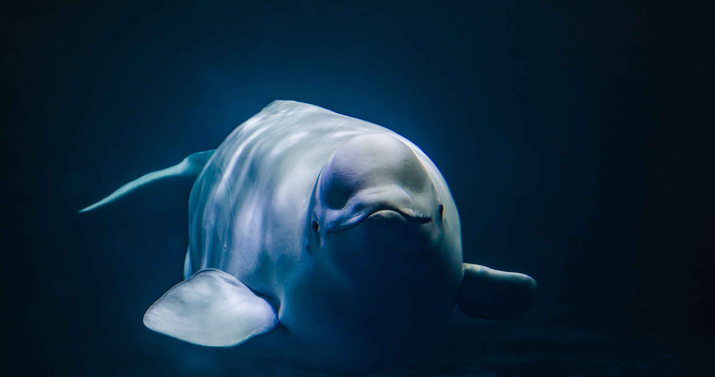 beluga whale