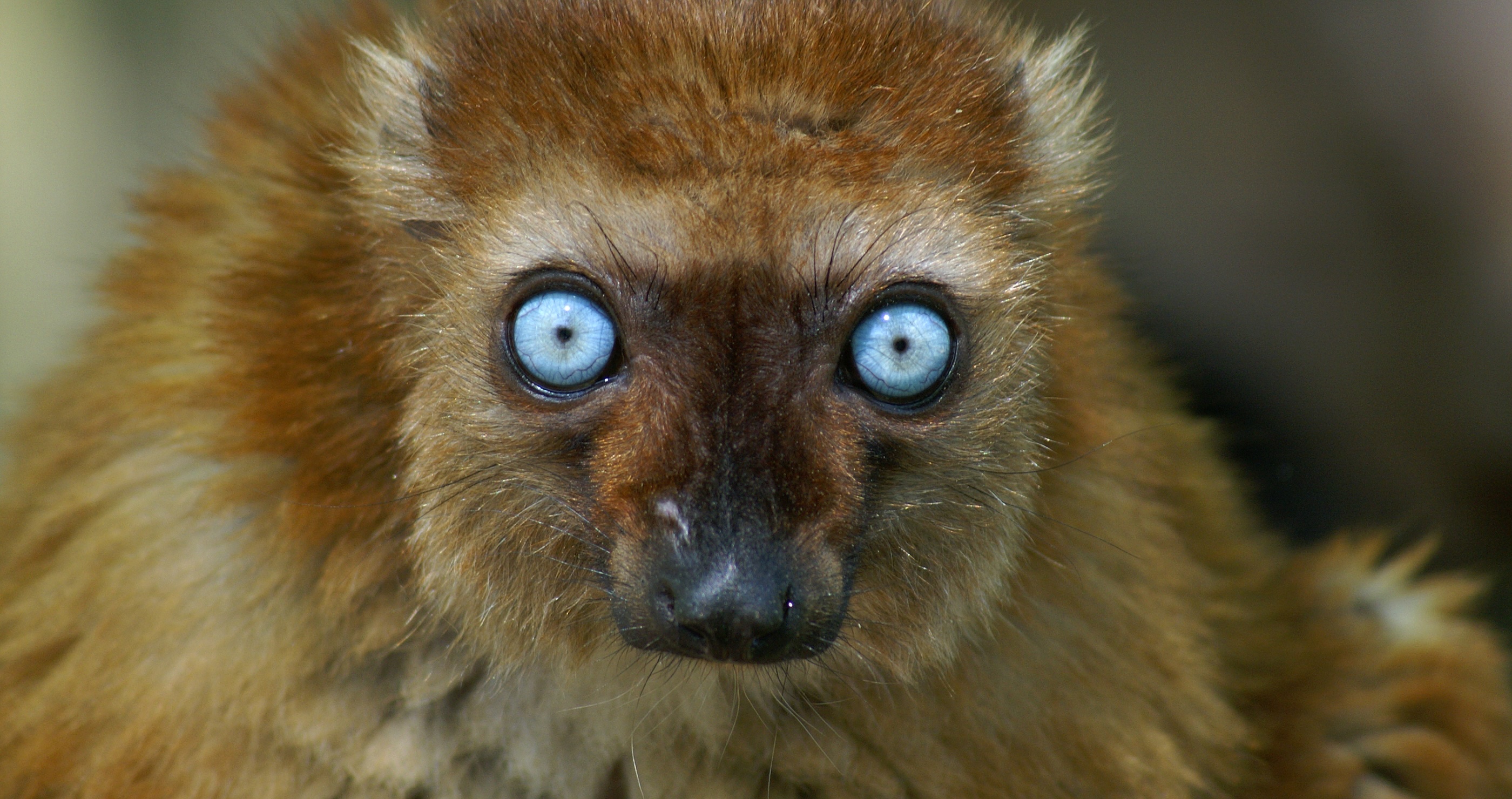 blue-eyed lemur