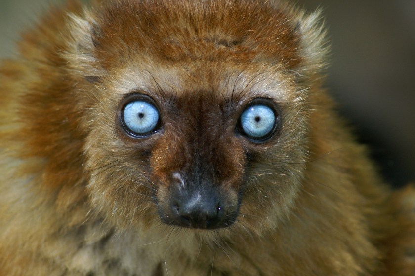 blue-eyed lemur