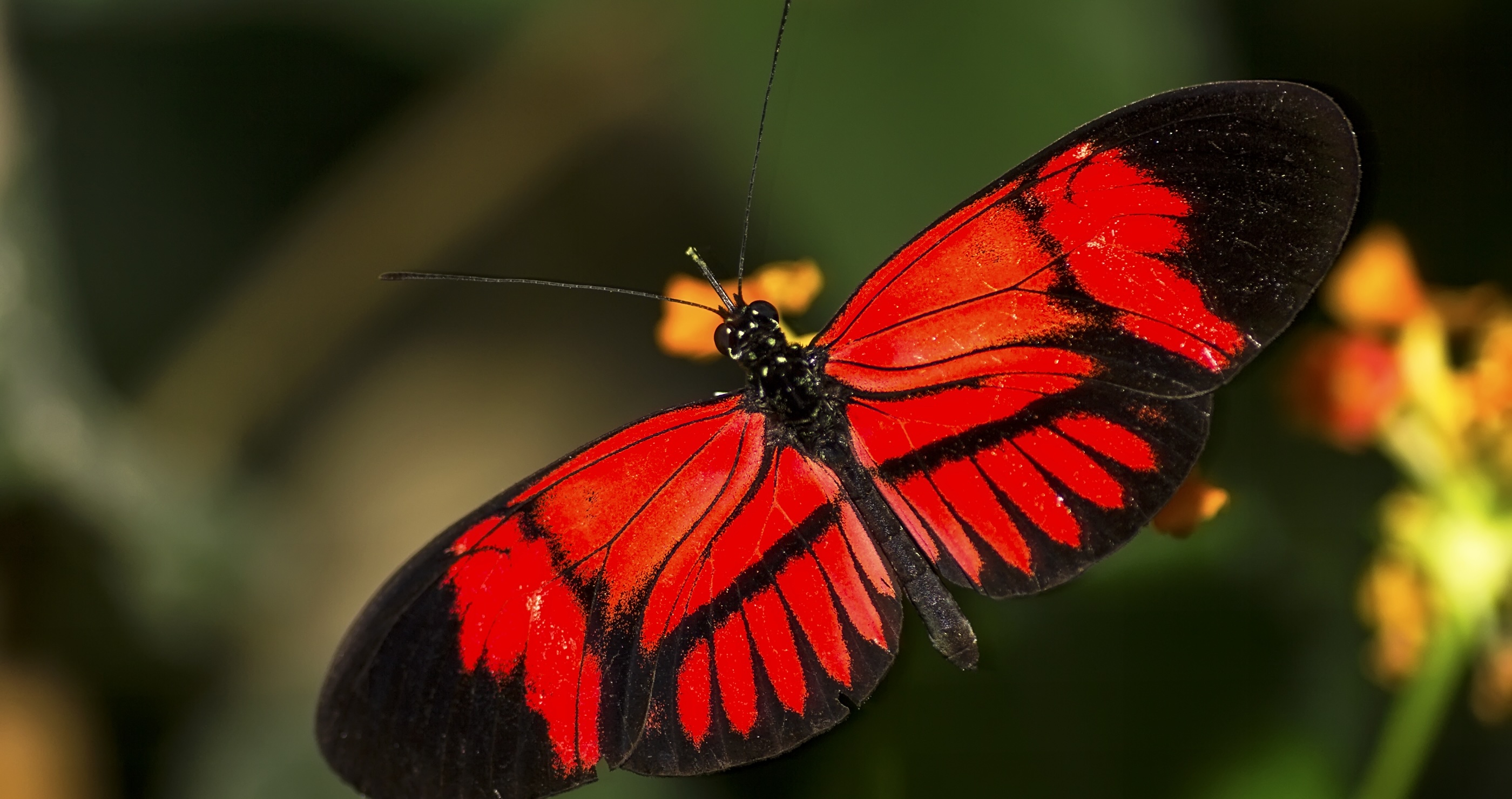 butterfly facts the US only has four percent of the butterfly species