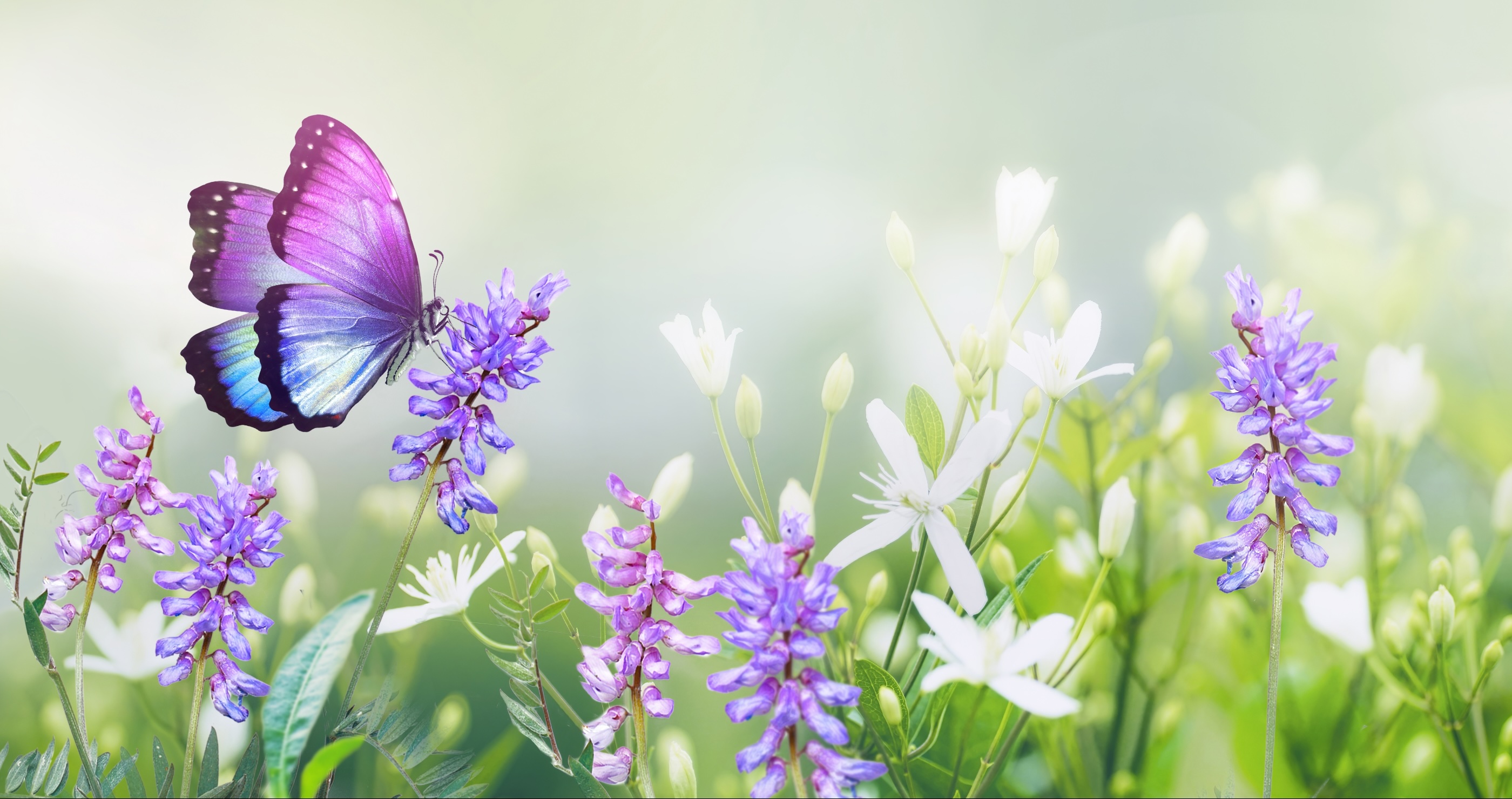 butterfly in a field