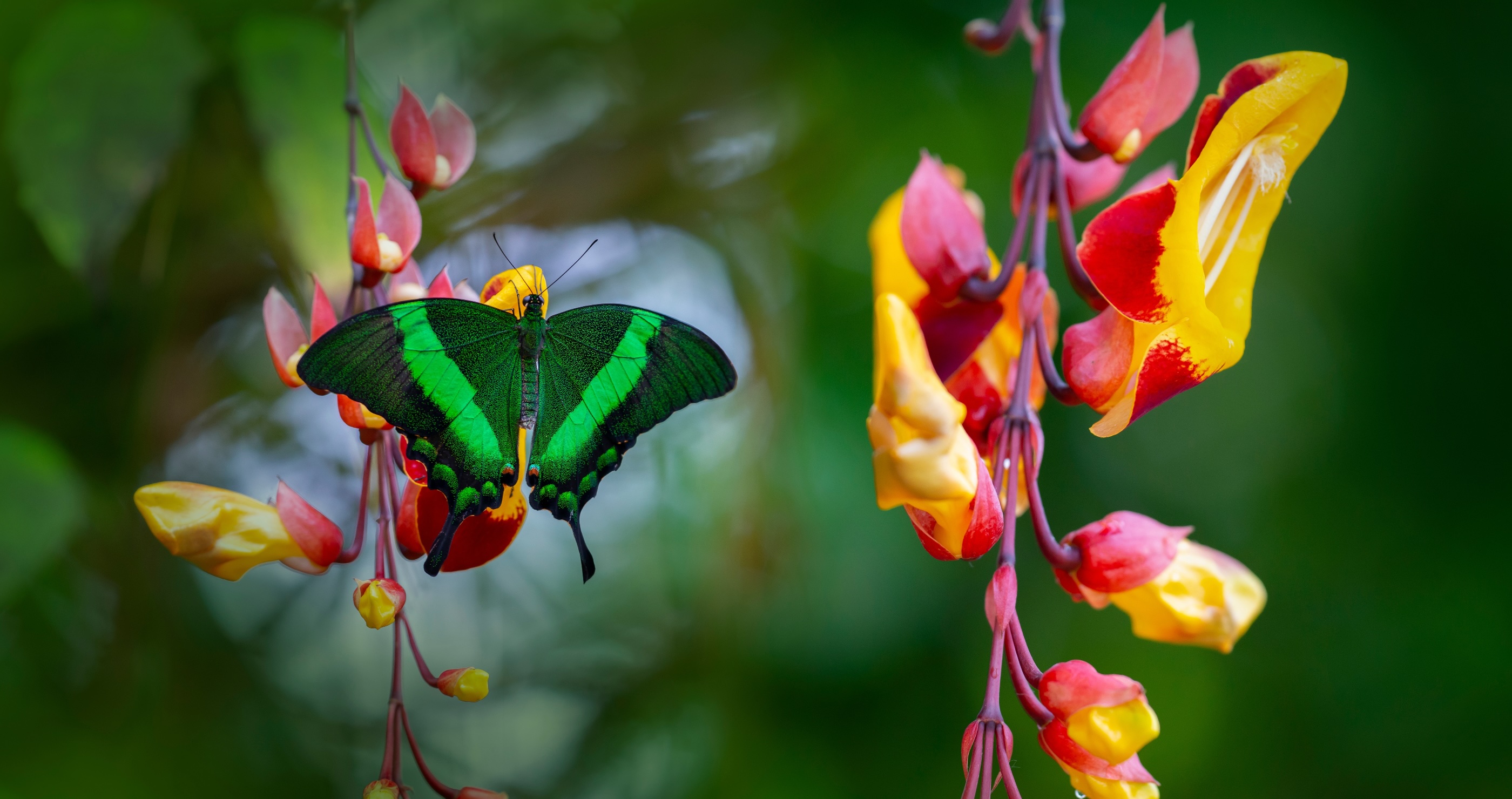 butterfly on a flower