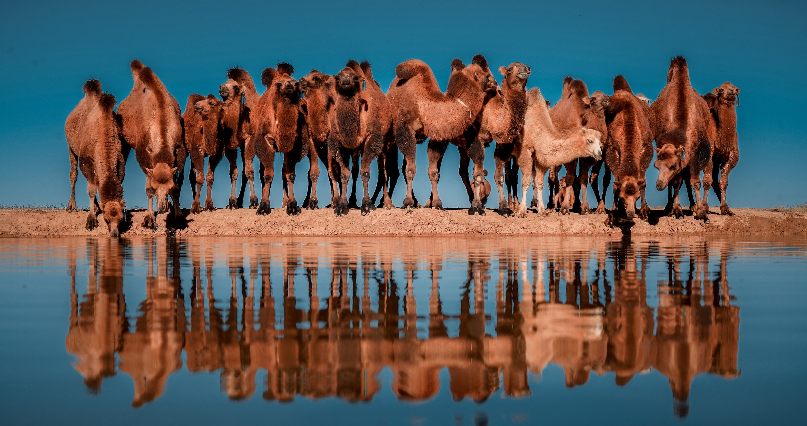 camel facts camels can drink up to 40 gallons of water at once