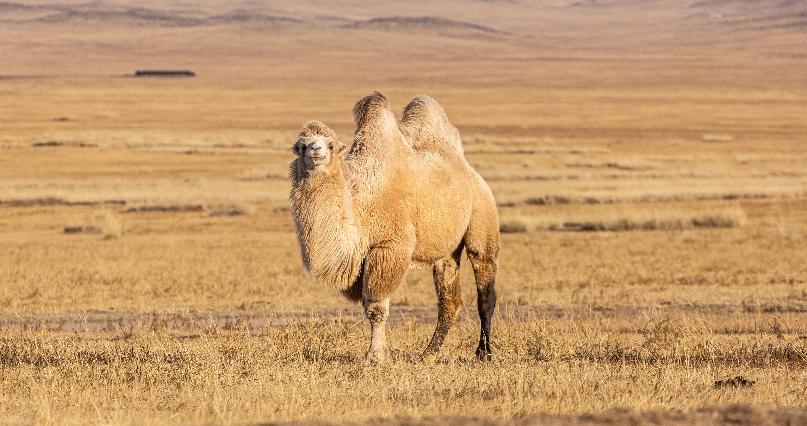 camel facts some have one hump some have two