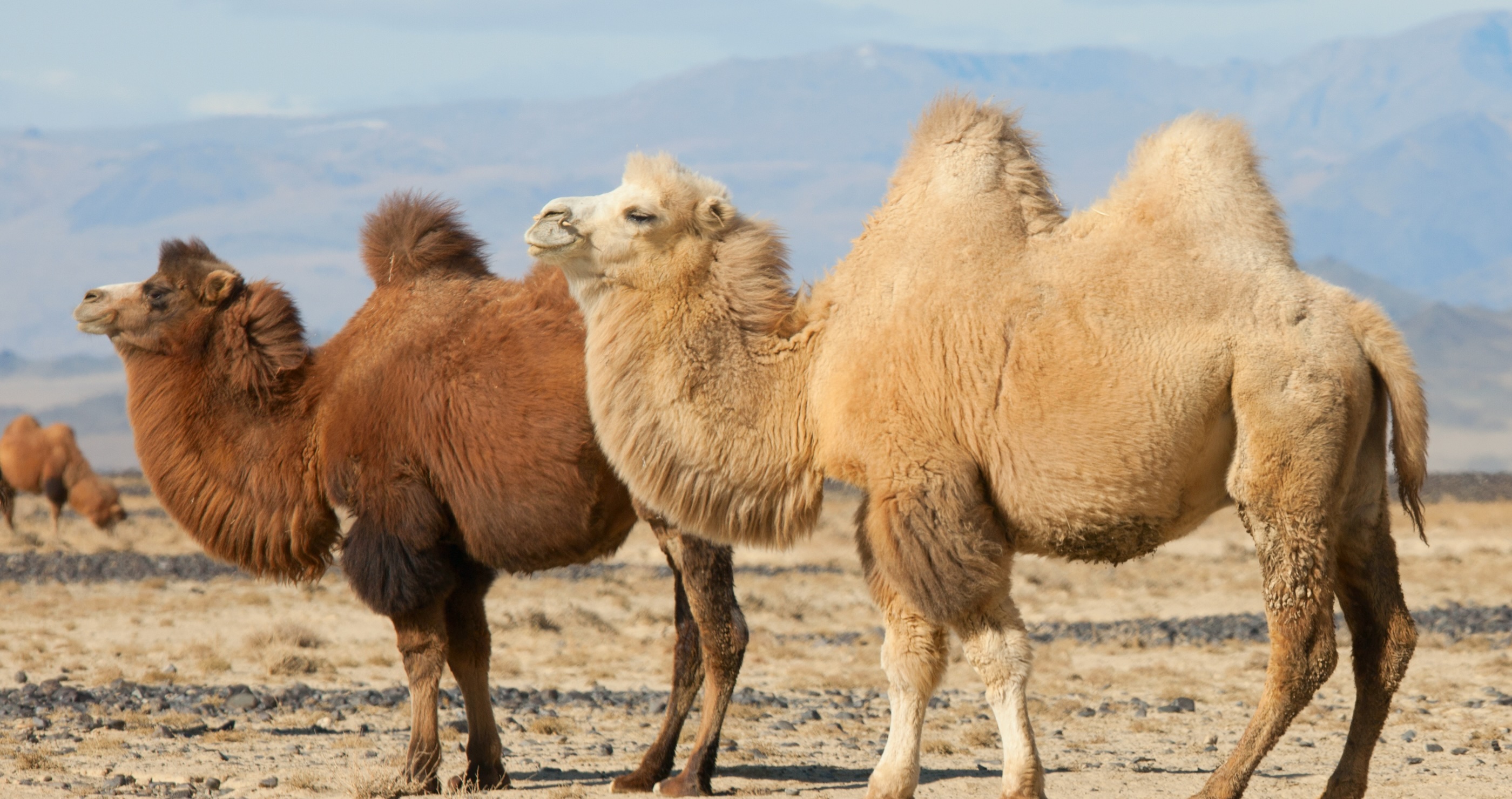 camel facts they do not store water in their humps
