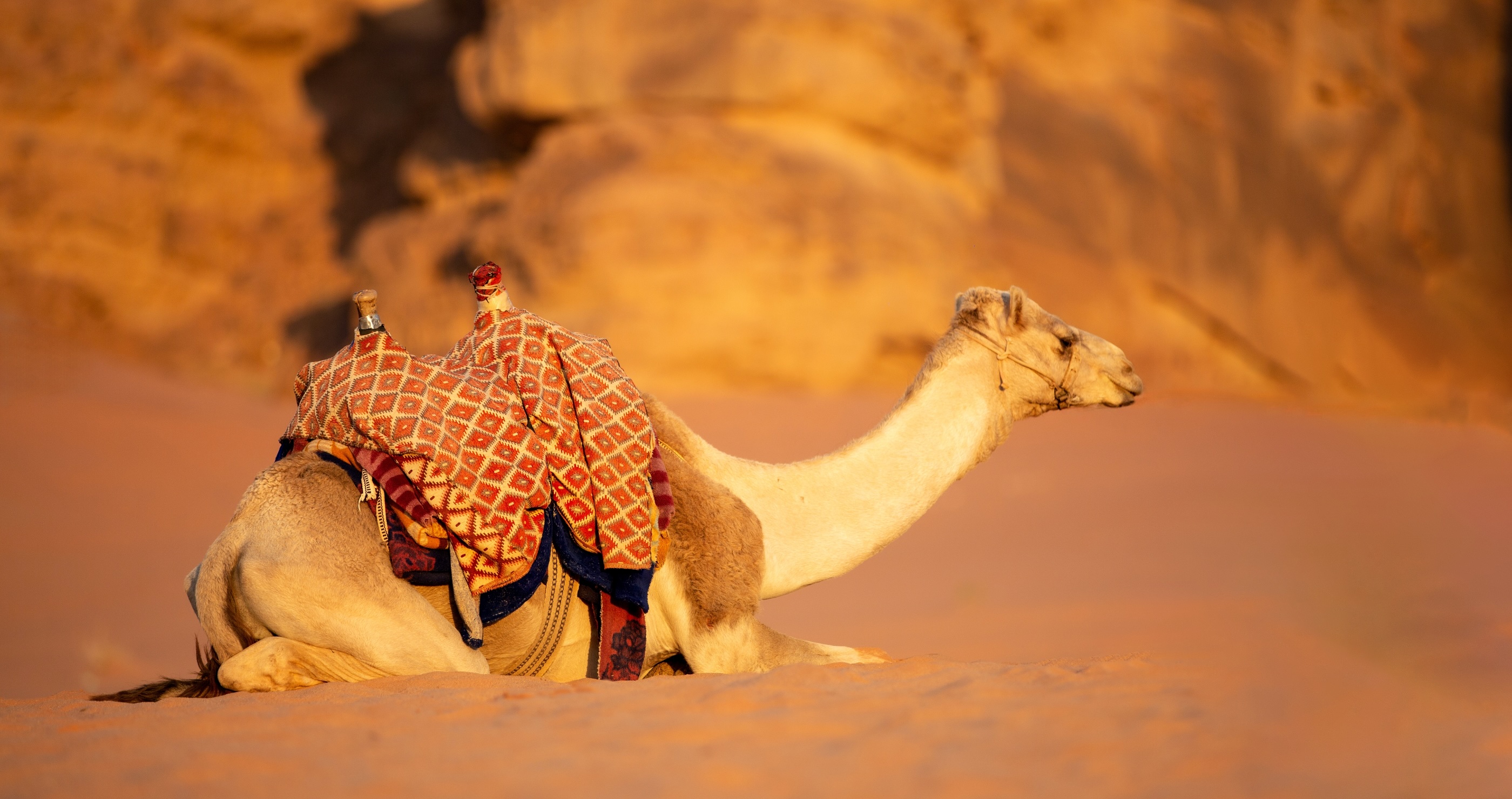camel lying in the sand