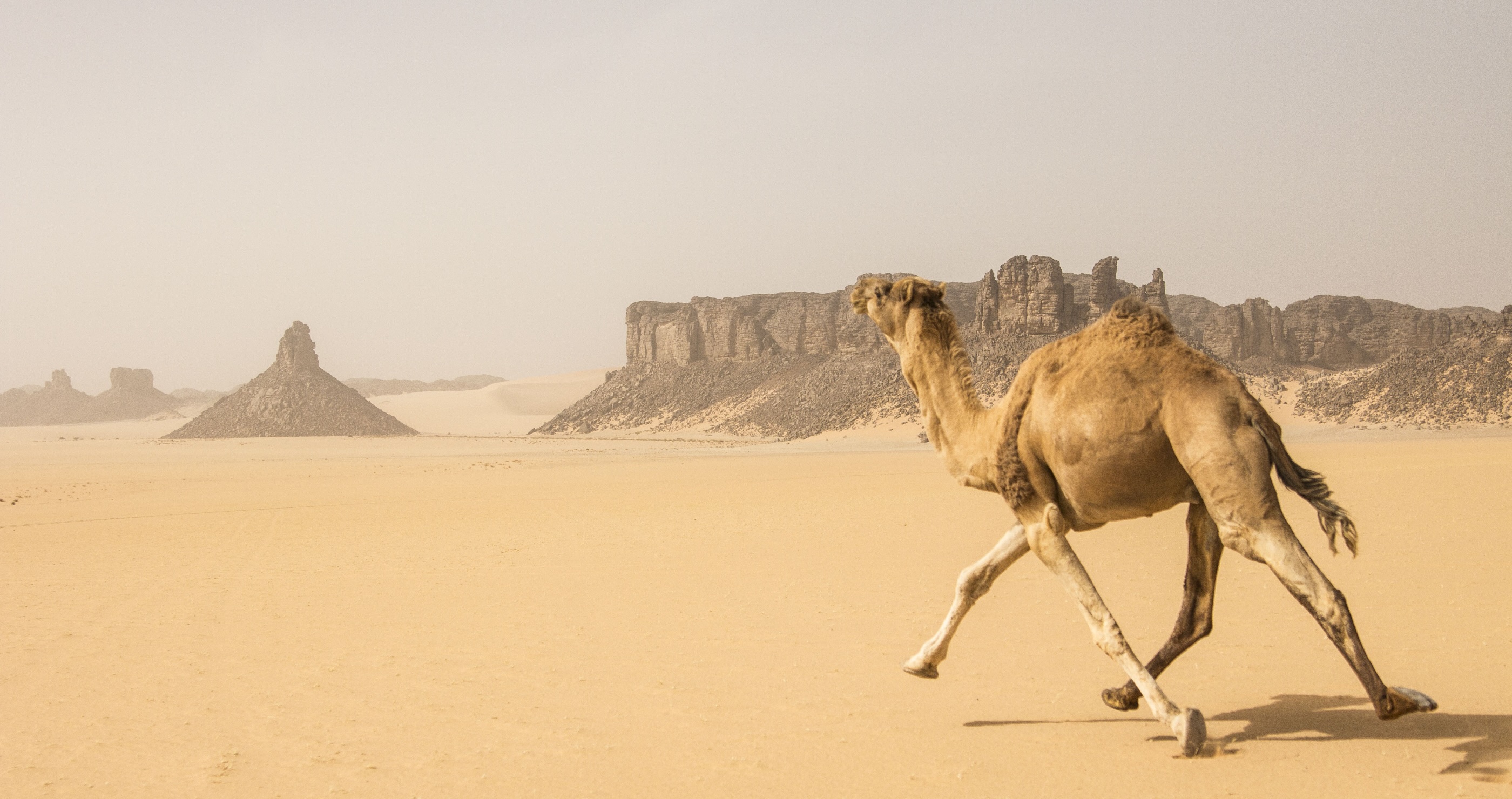 camel running