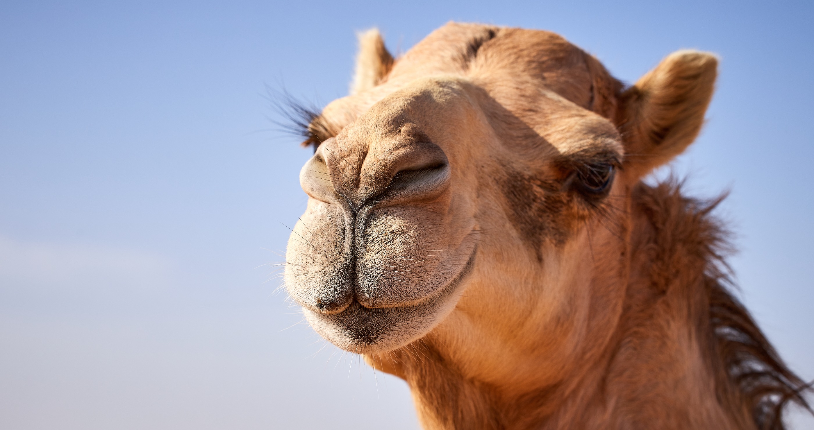 camels have special eyelashes to prevent sand from getting in them