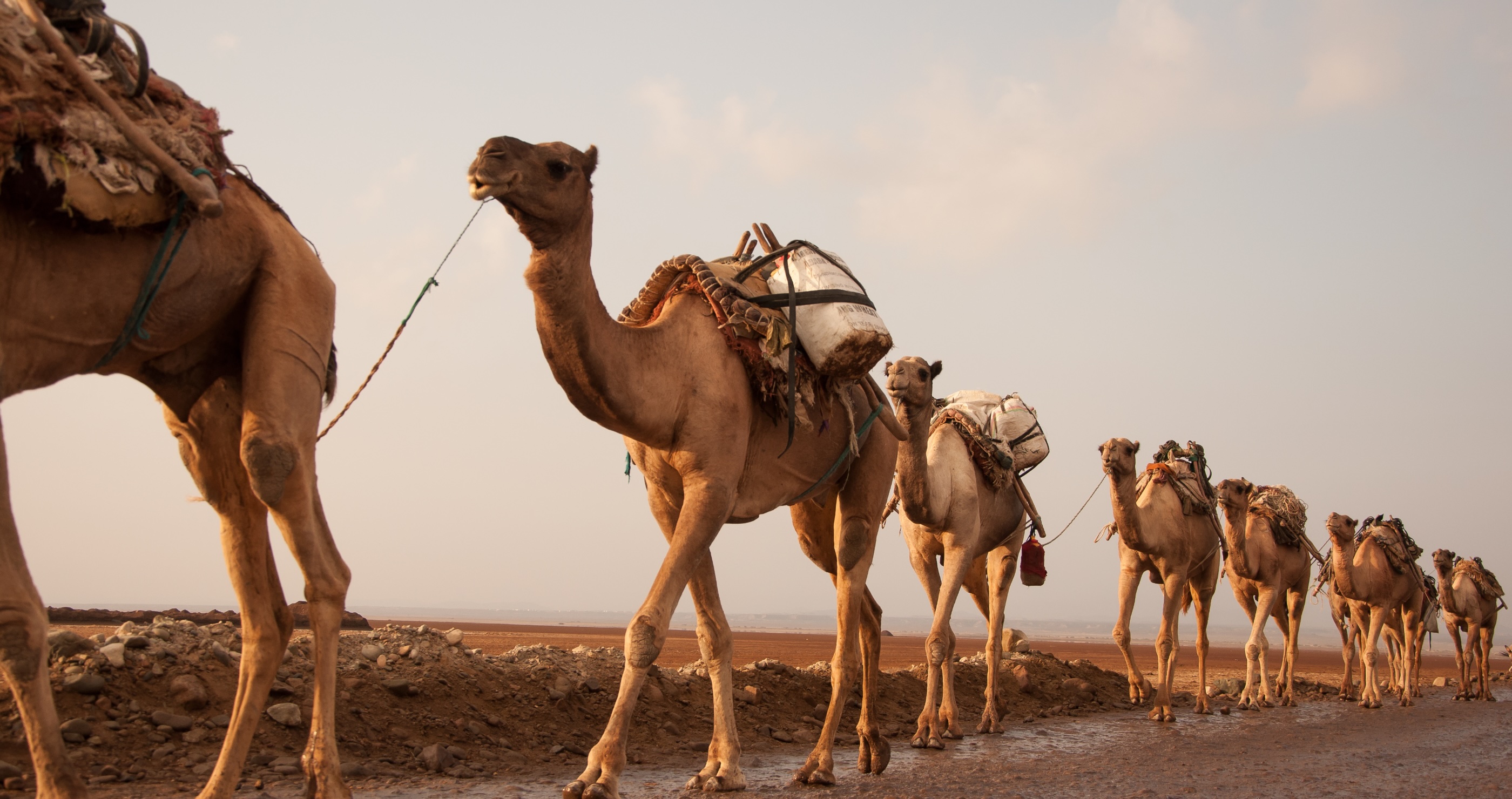 caravan of camels