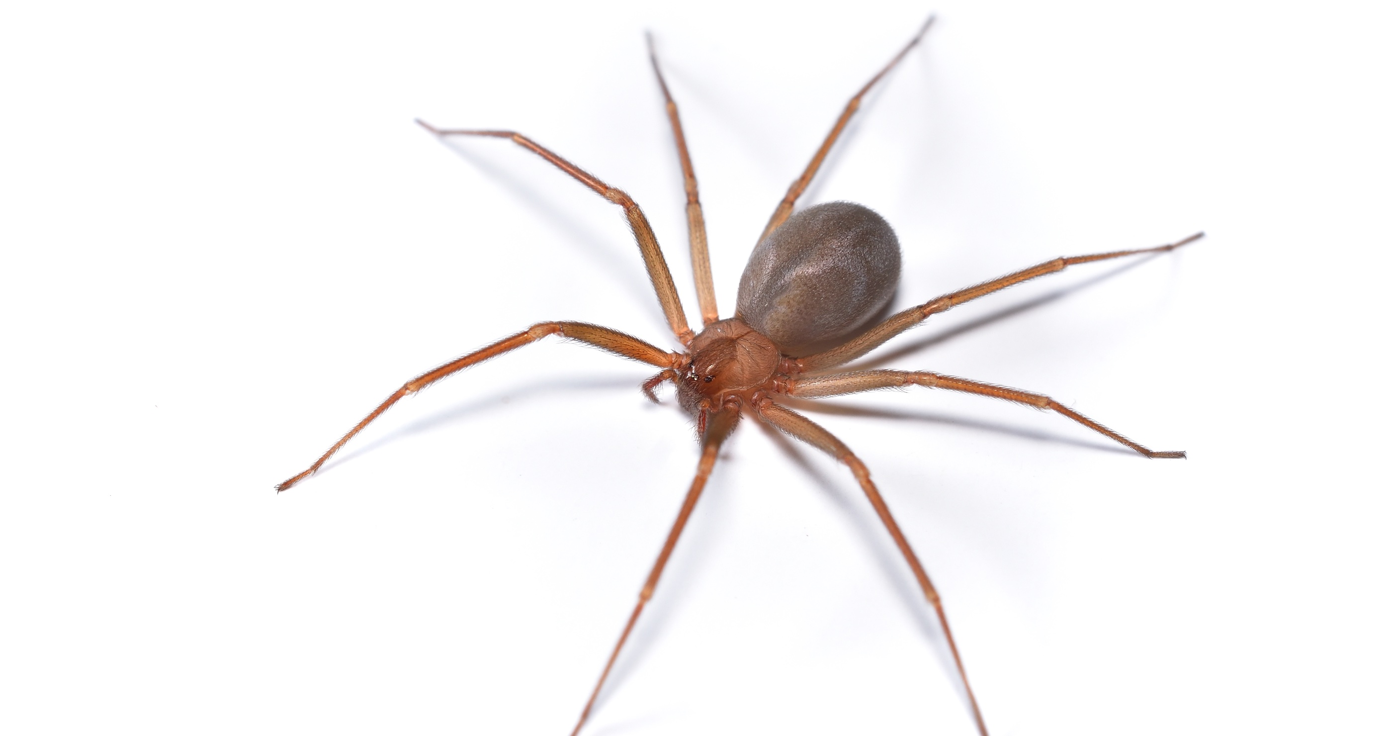 deadliest animals in the South brown recluse spider