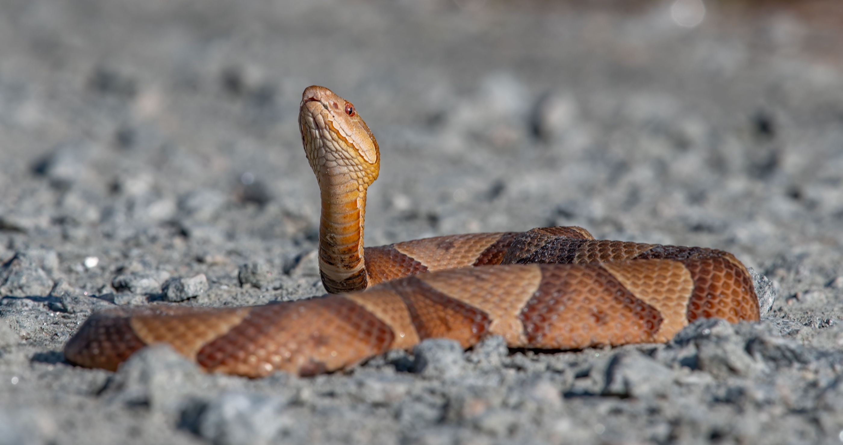 deadliest animals in the South copperhead snake