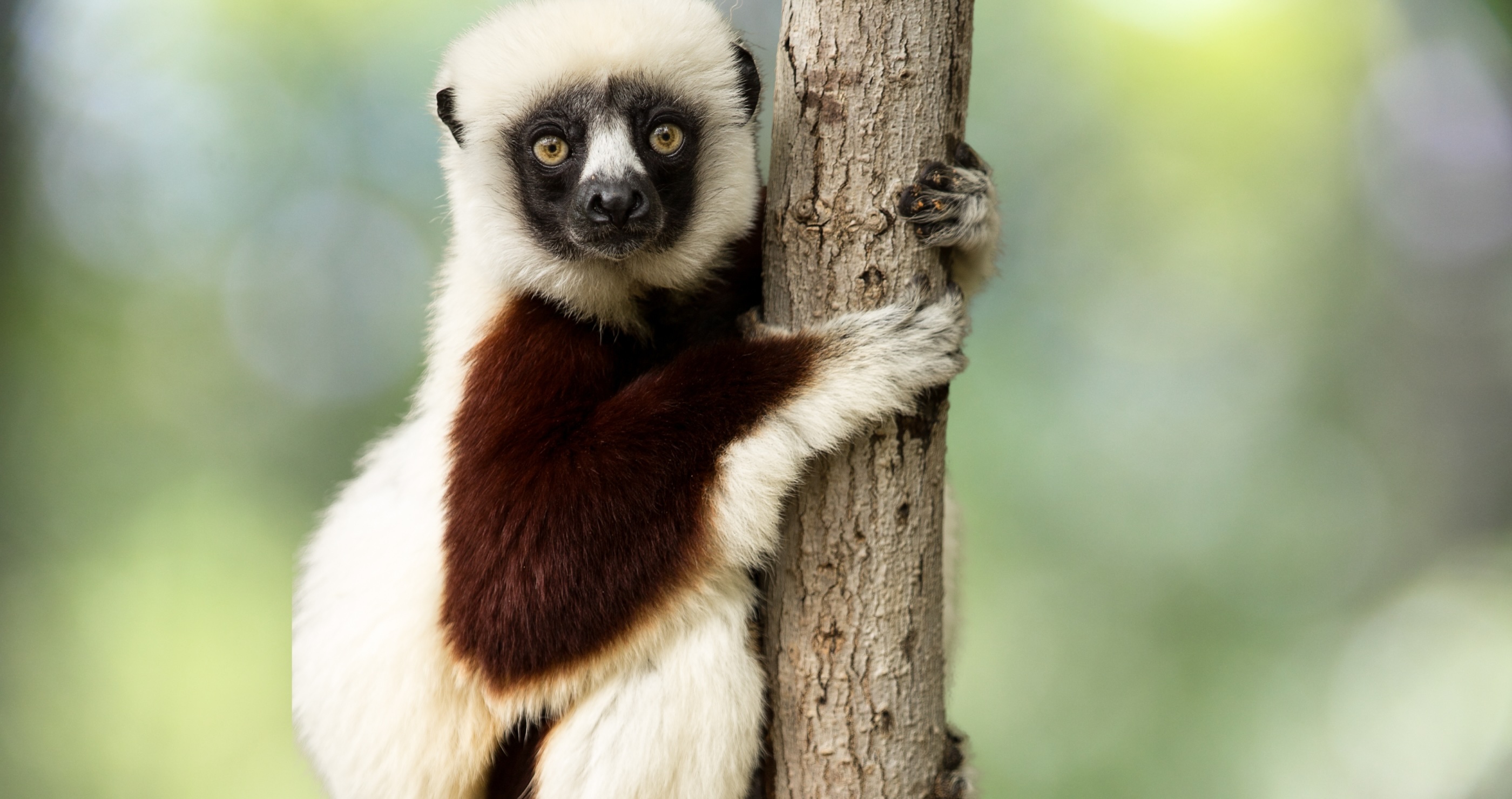 facts about lemurs there are over 100 species