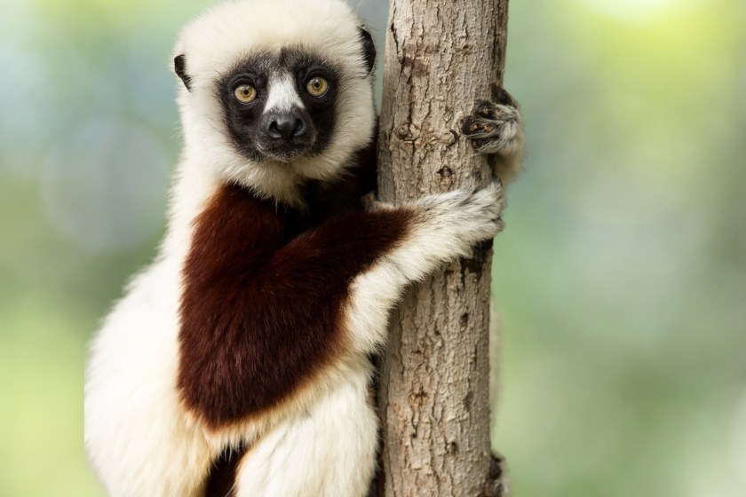 facts about lemurs there are over 100 species