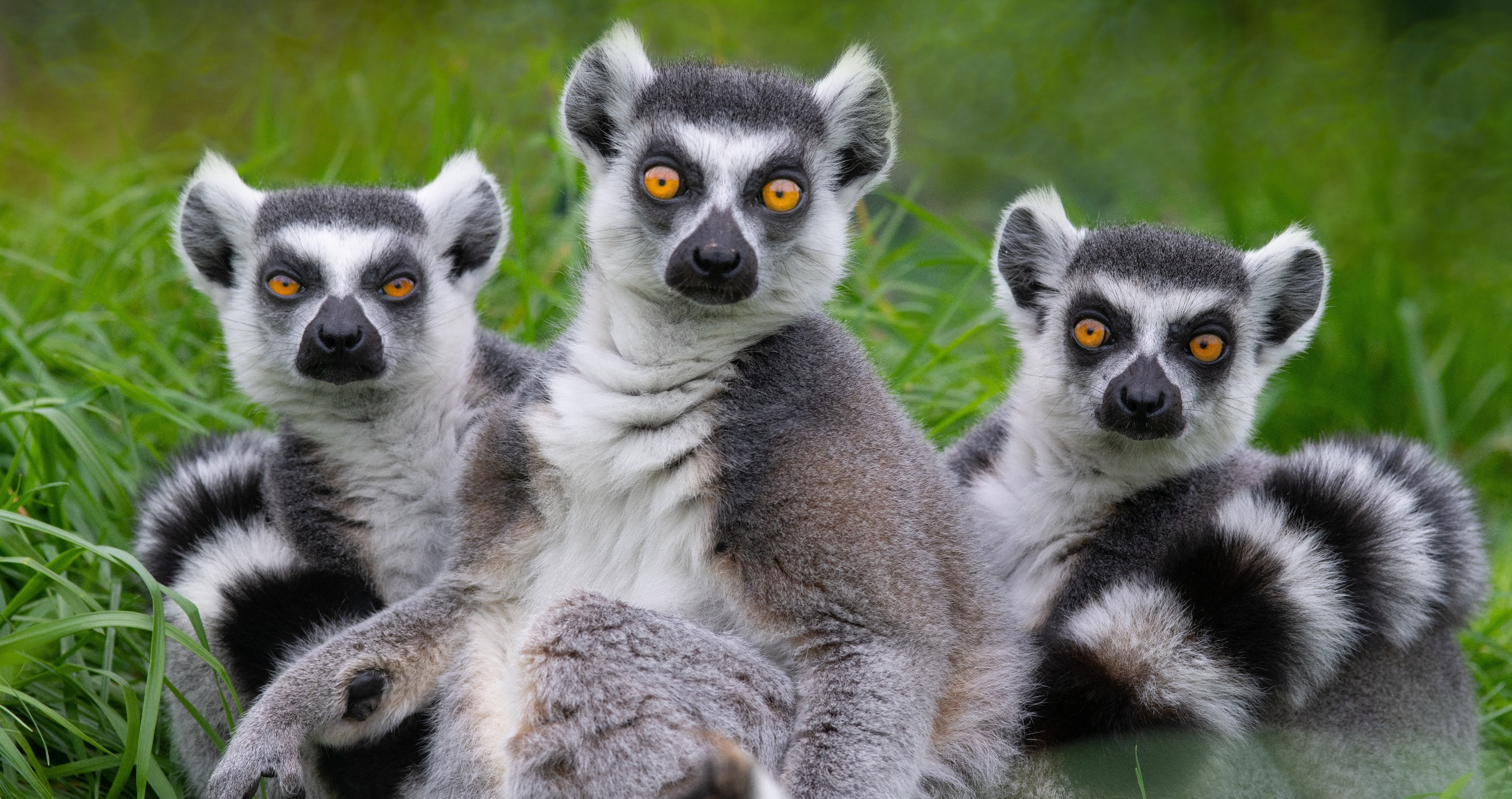 facts about lemurs they are intelligent