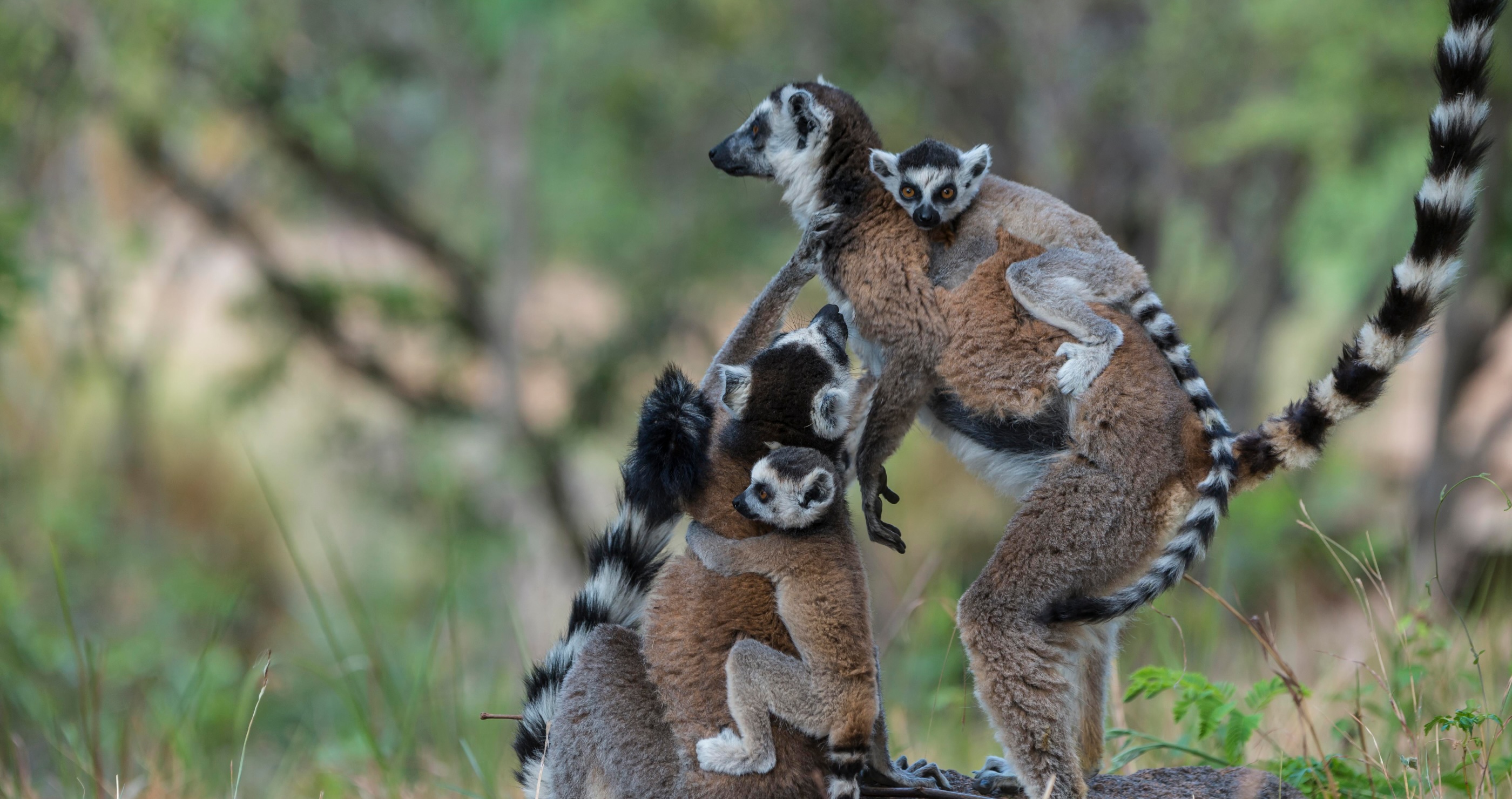 facts about lemurs they have a female dominated society