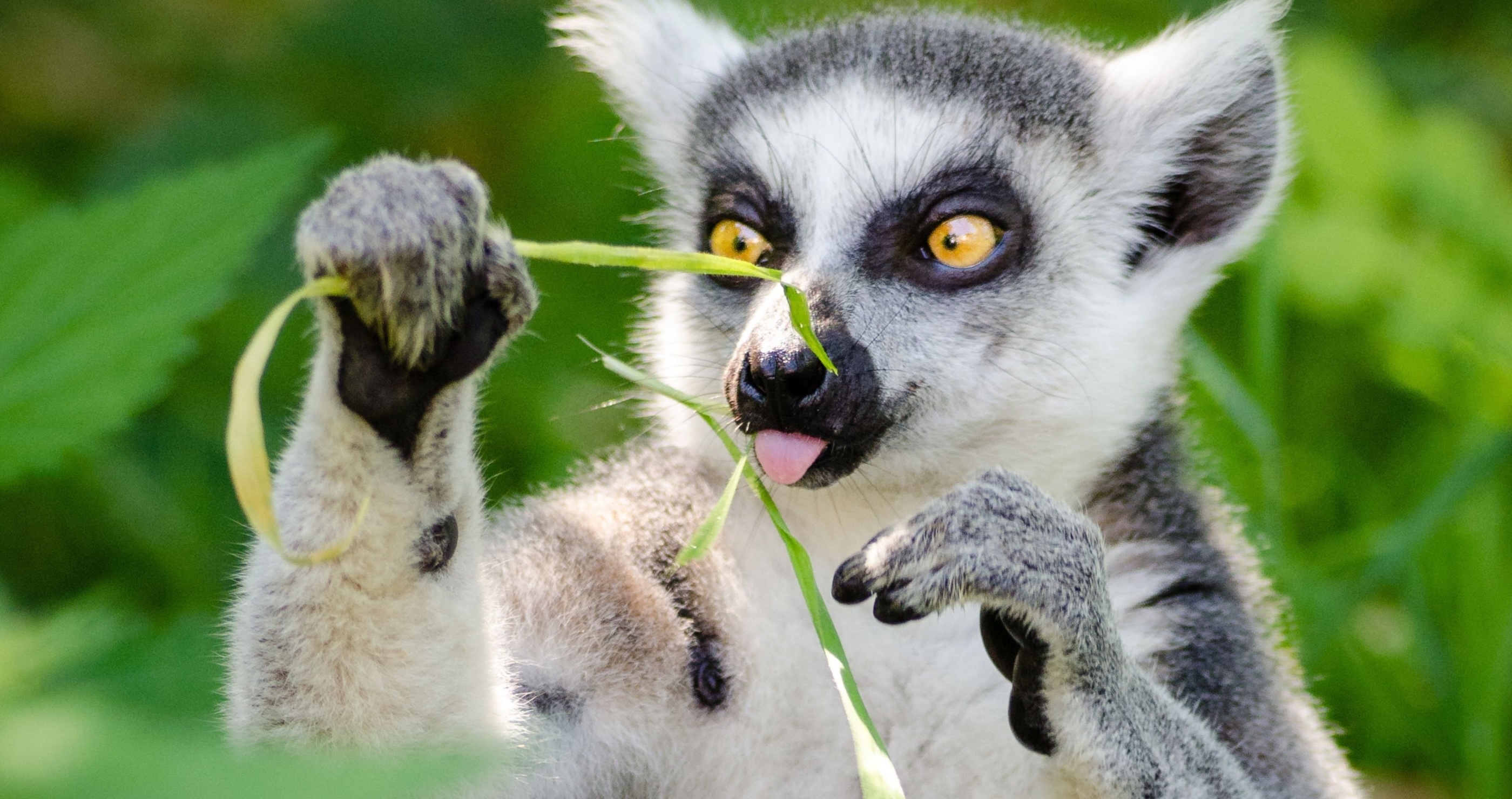 facts about lemurs they self medicate