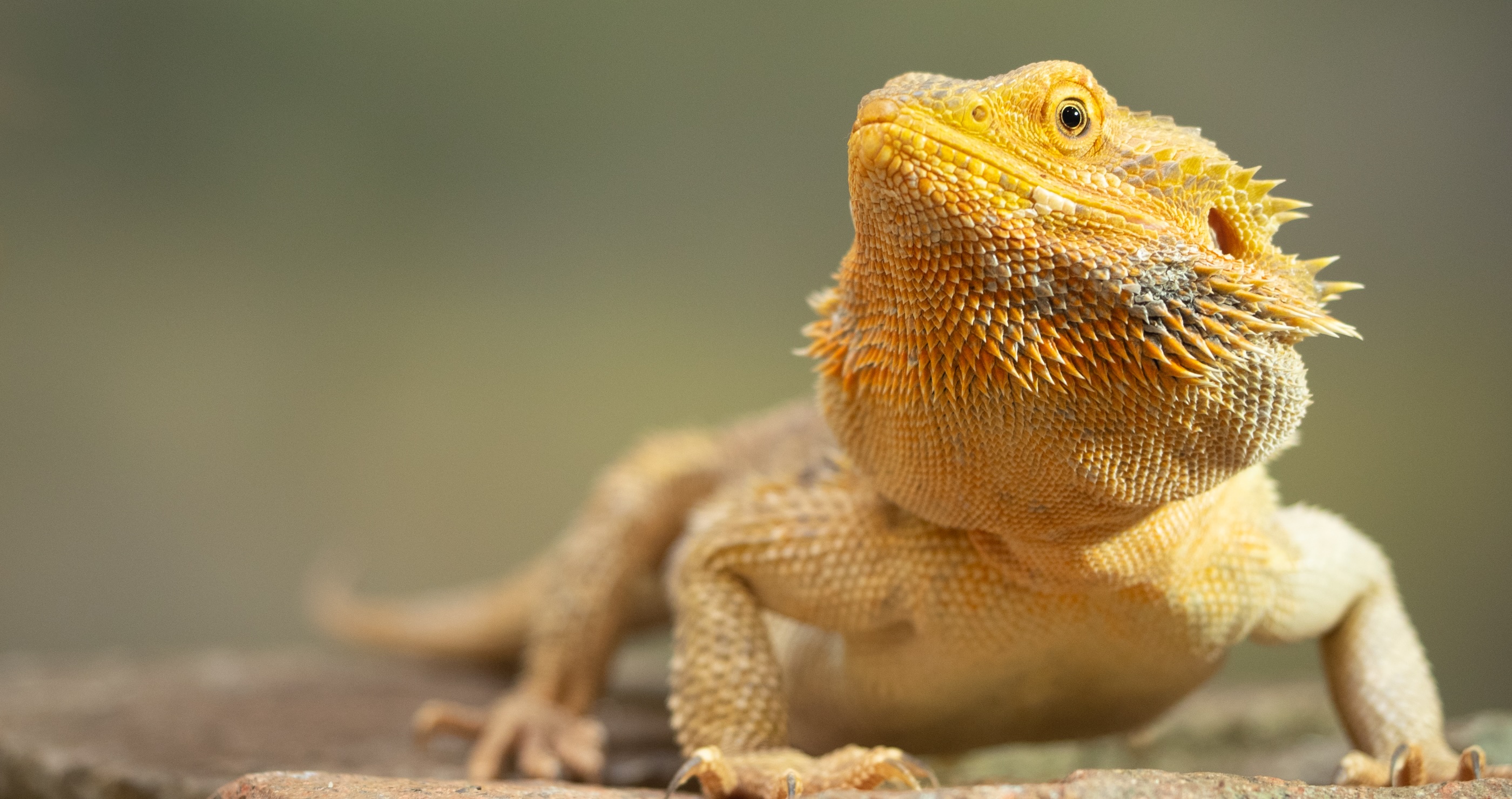 female bearded dragons can store sperm