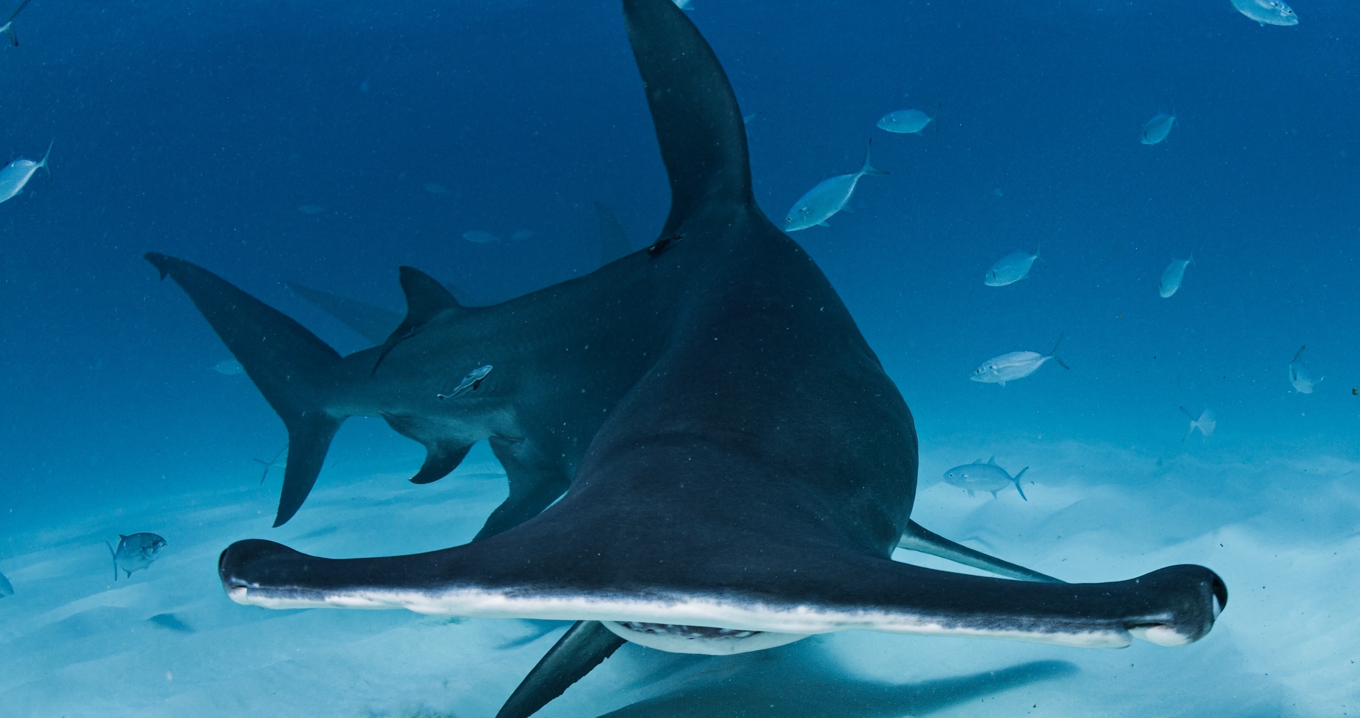 great hammerhead shark