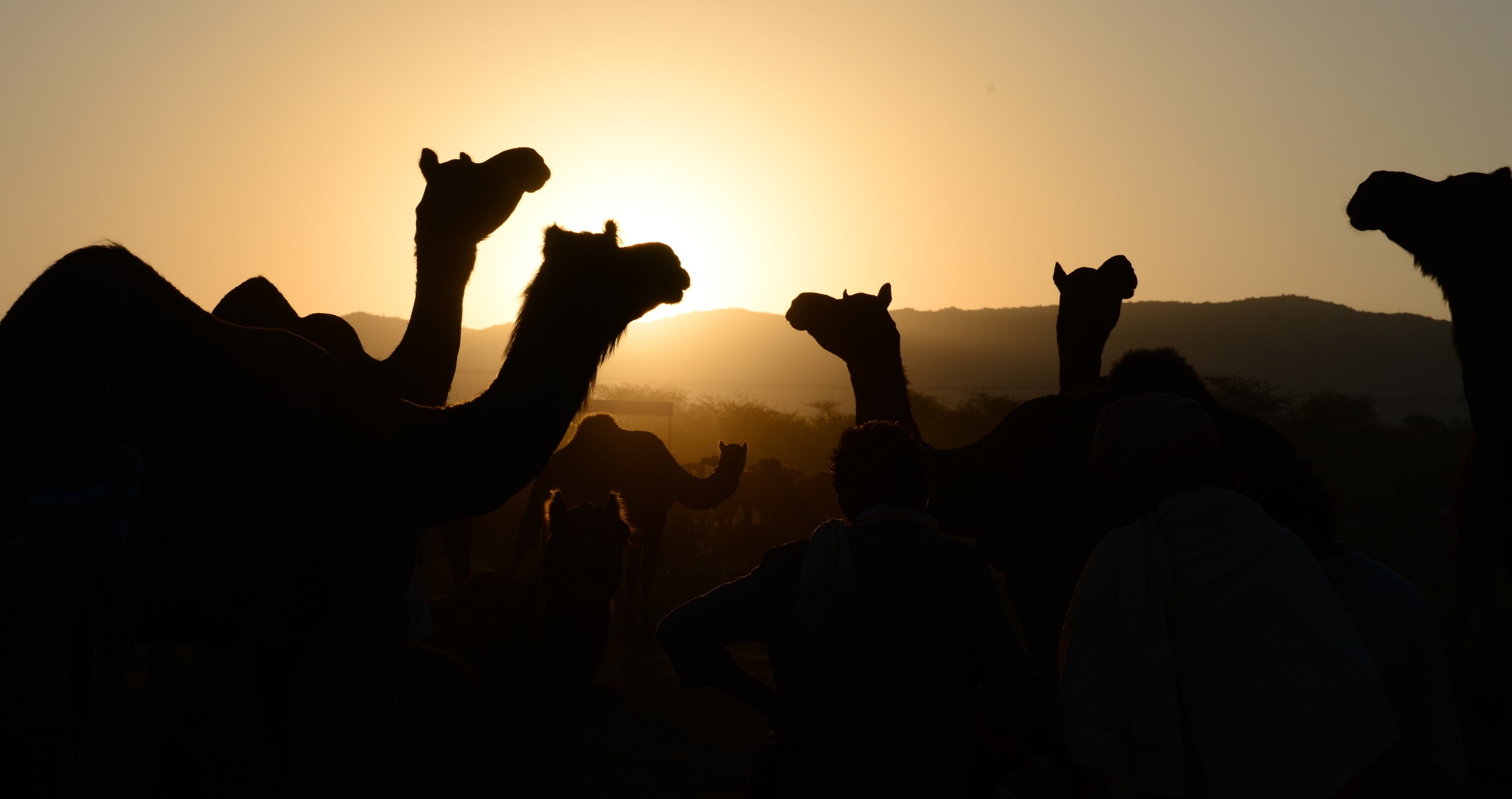 herd of camels