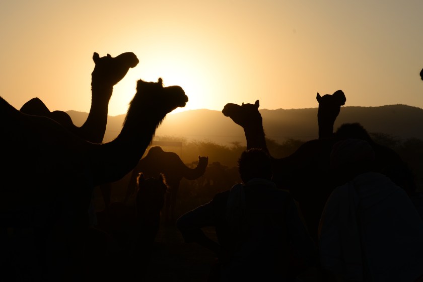 herd of camels