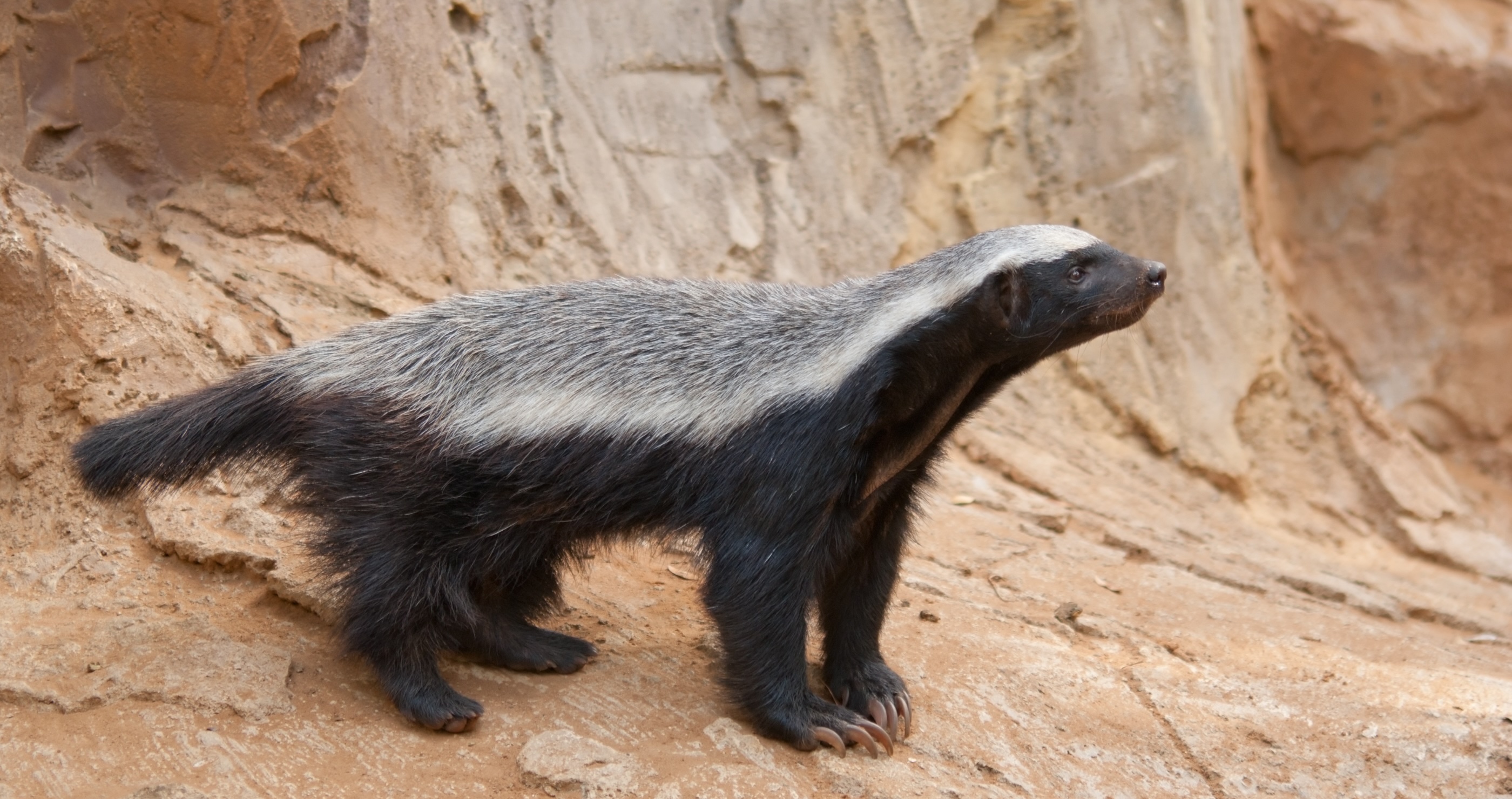 honey badger ears