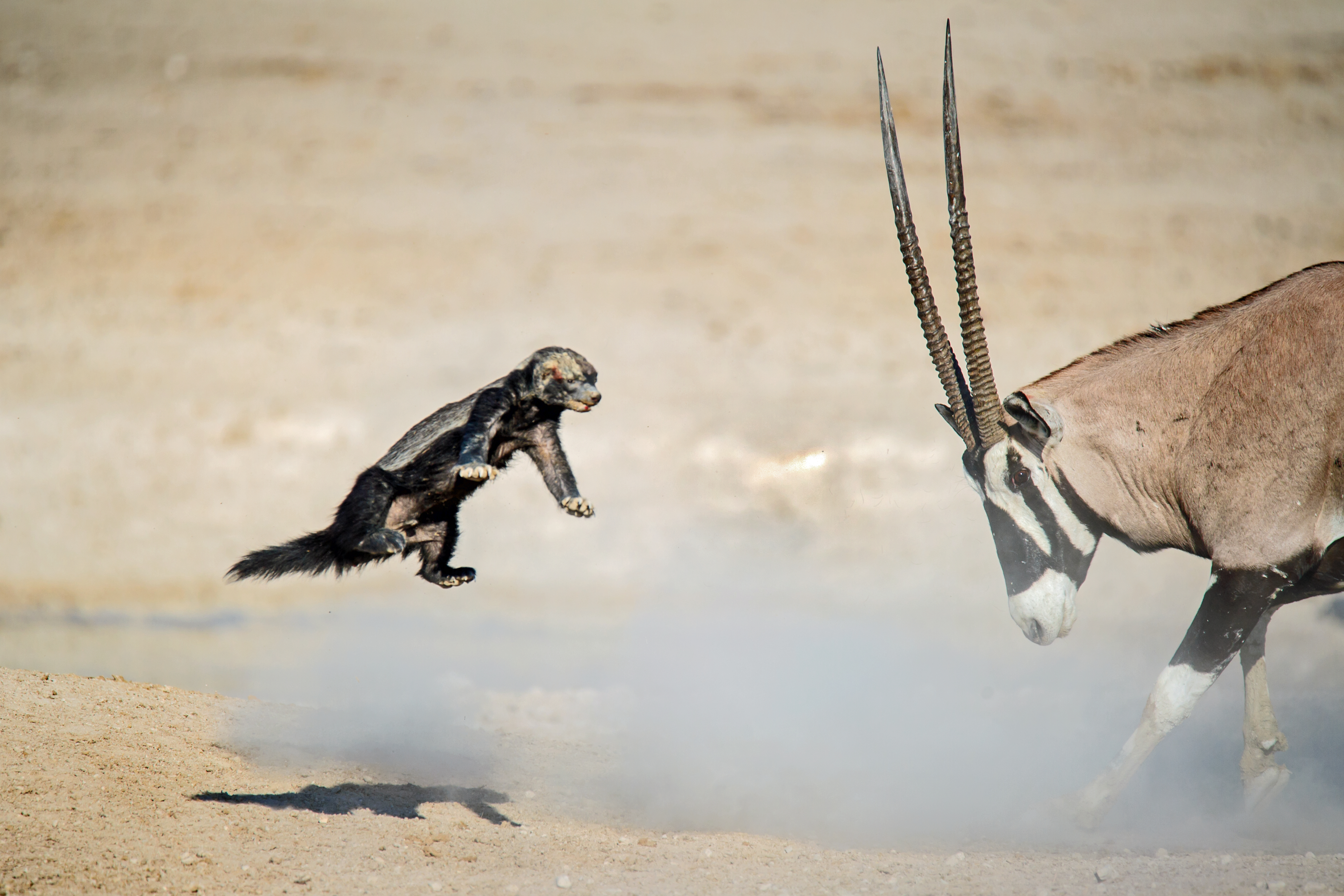 honey badger facts it is a strong opponent 