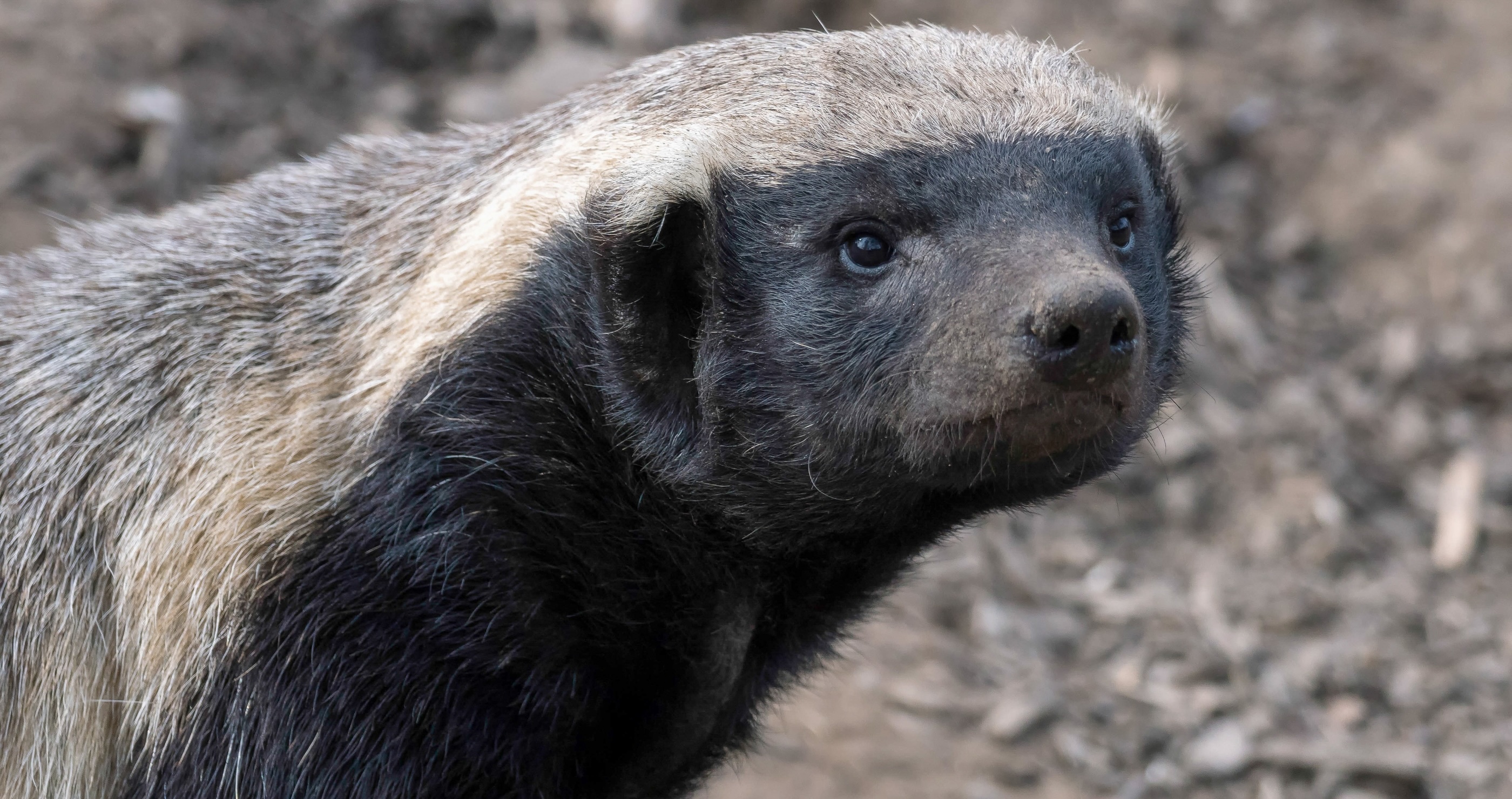 honey badger facts they are intelligent