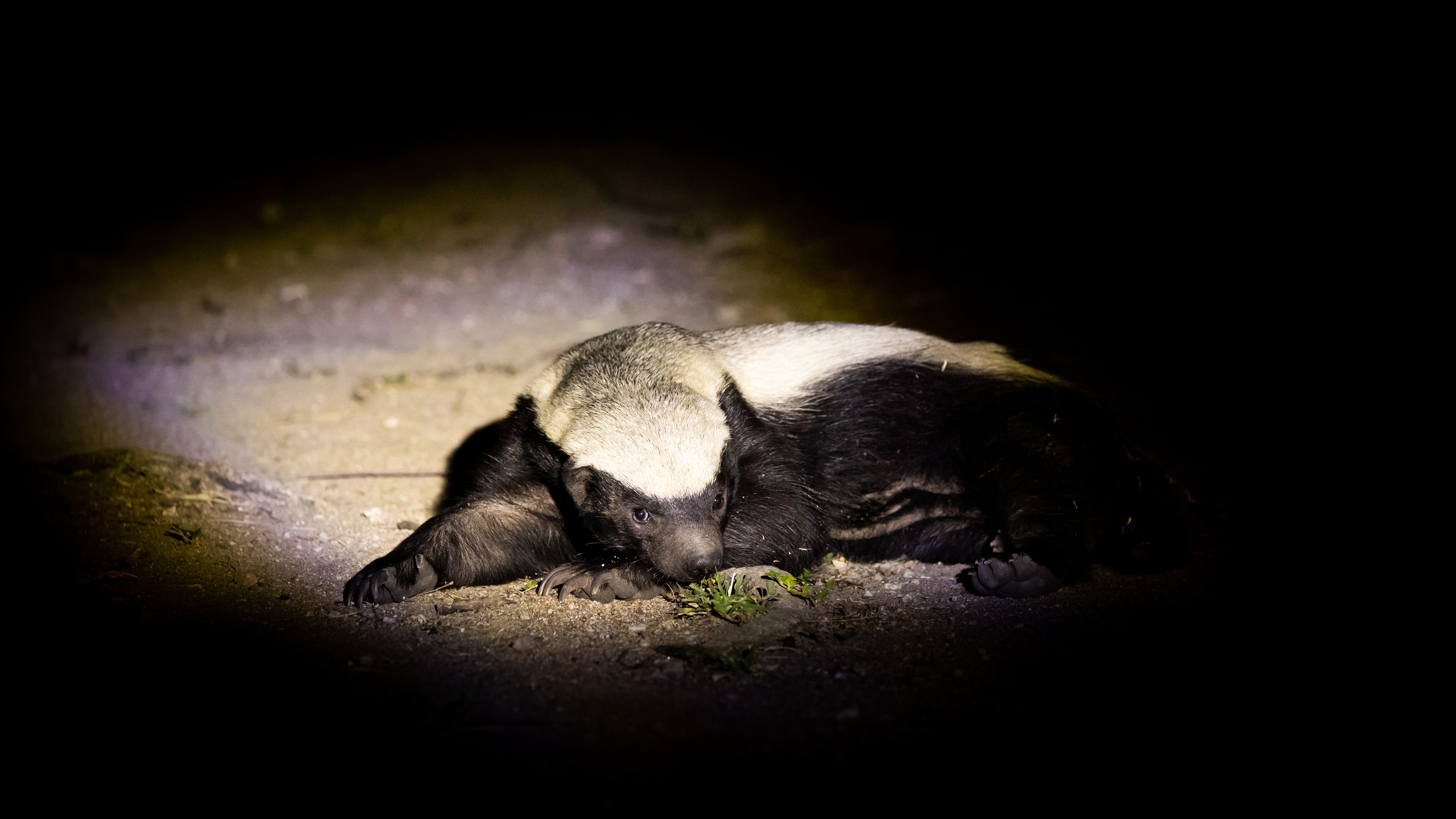 honey badger facts they are nocturnal 