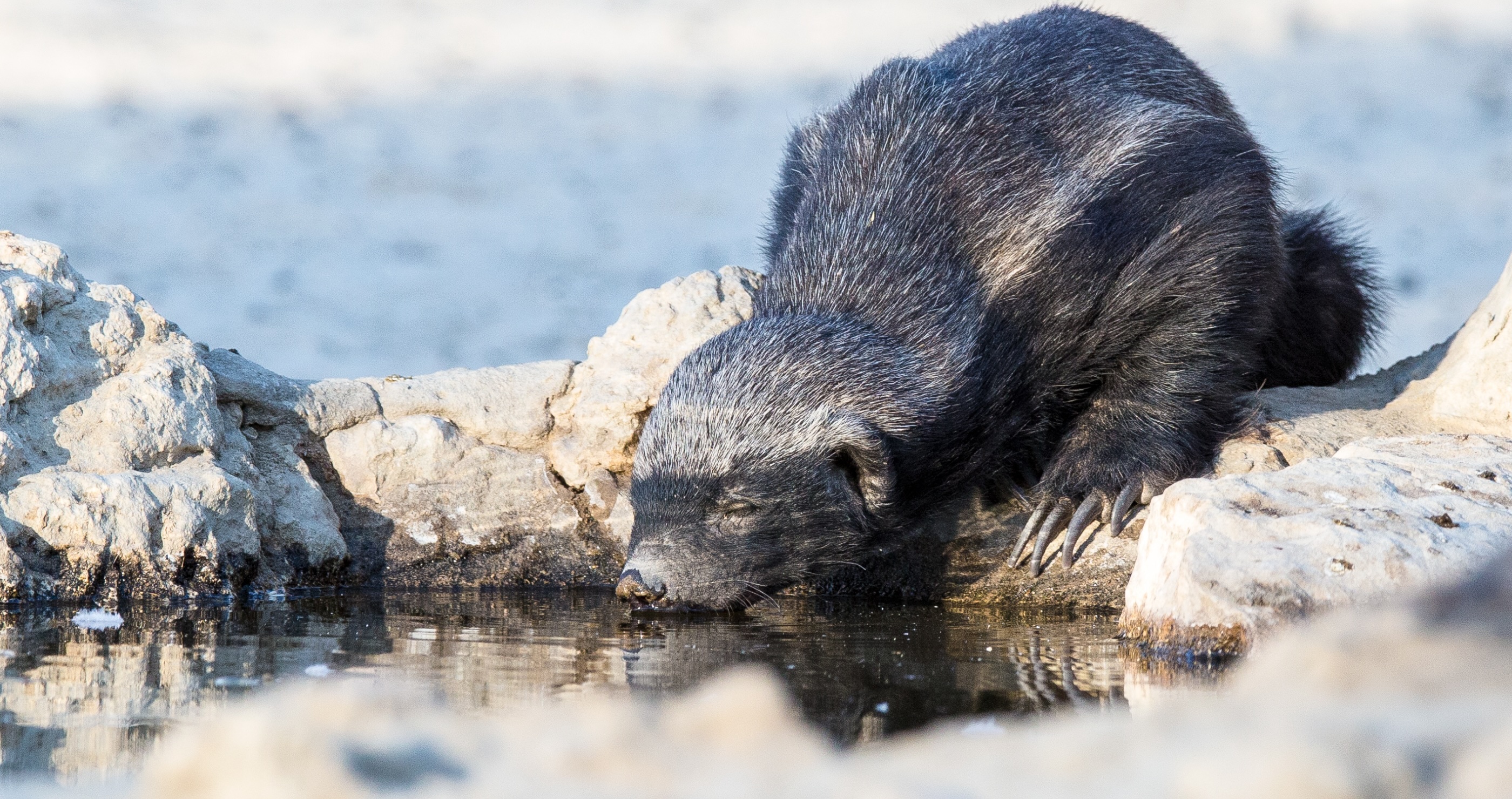 honey badger survives in many environments