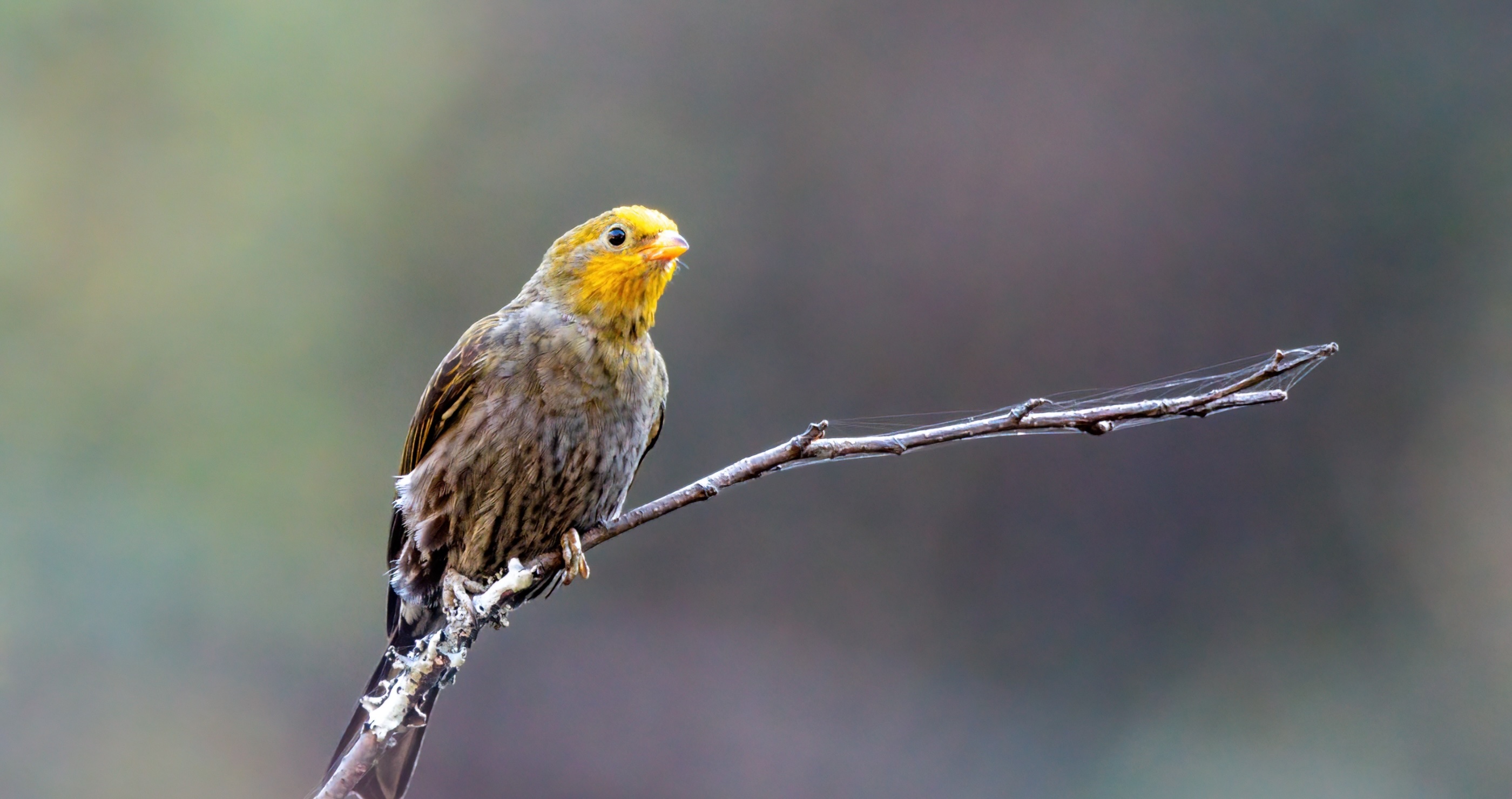 honeyguide bird