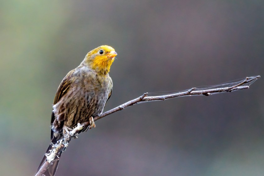 honeyguide bird