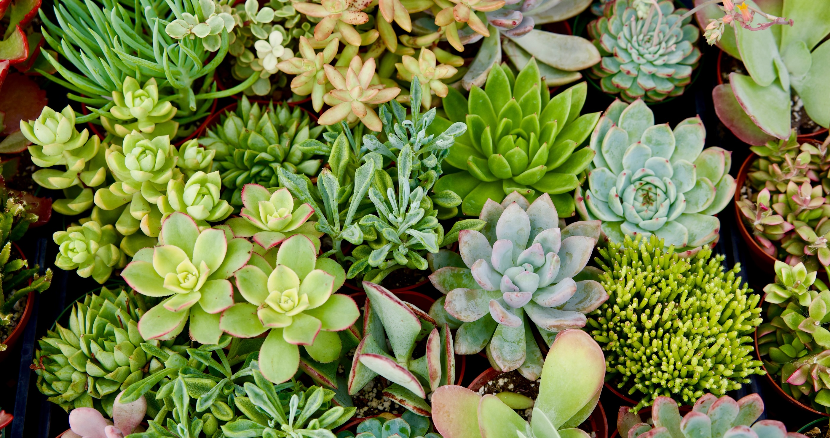 houseplants that benefit your health