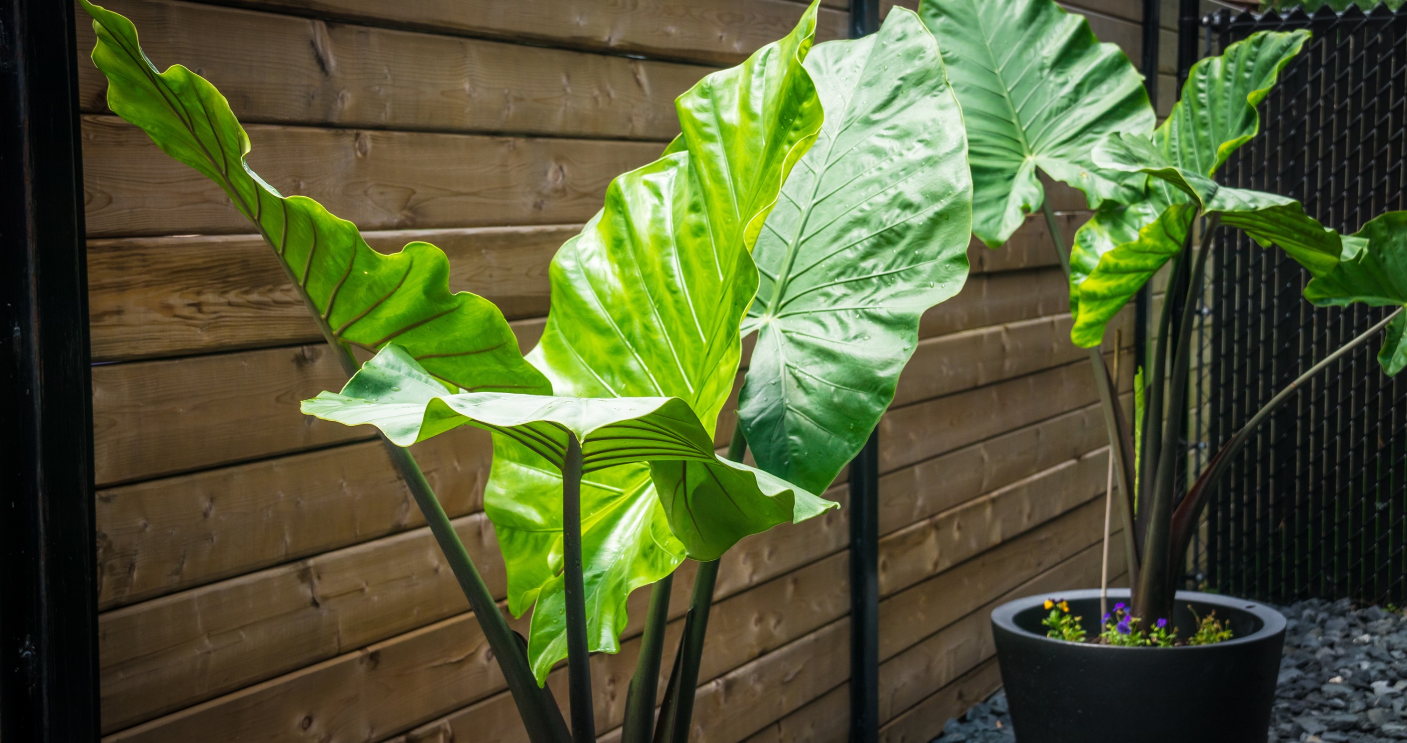 houseplants that benefit your health elephant ear plants