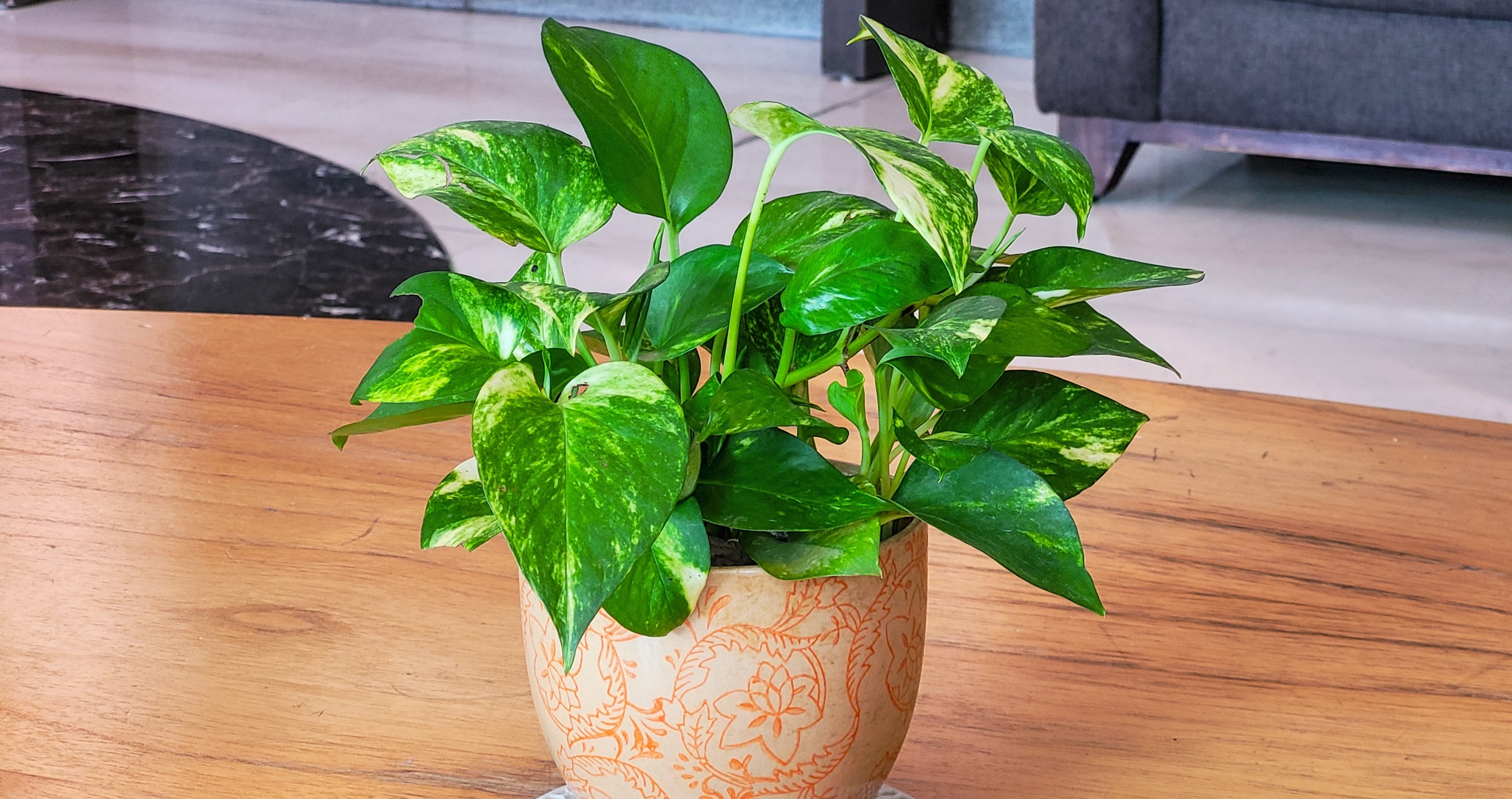 houseplants that benefit your health golden pothos
